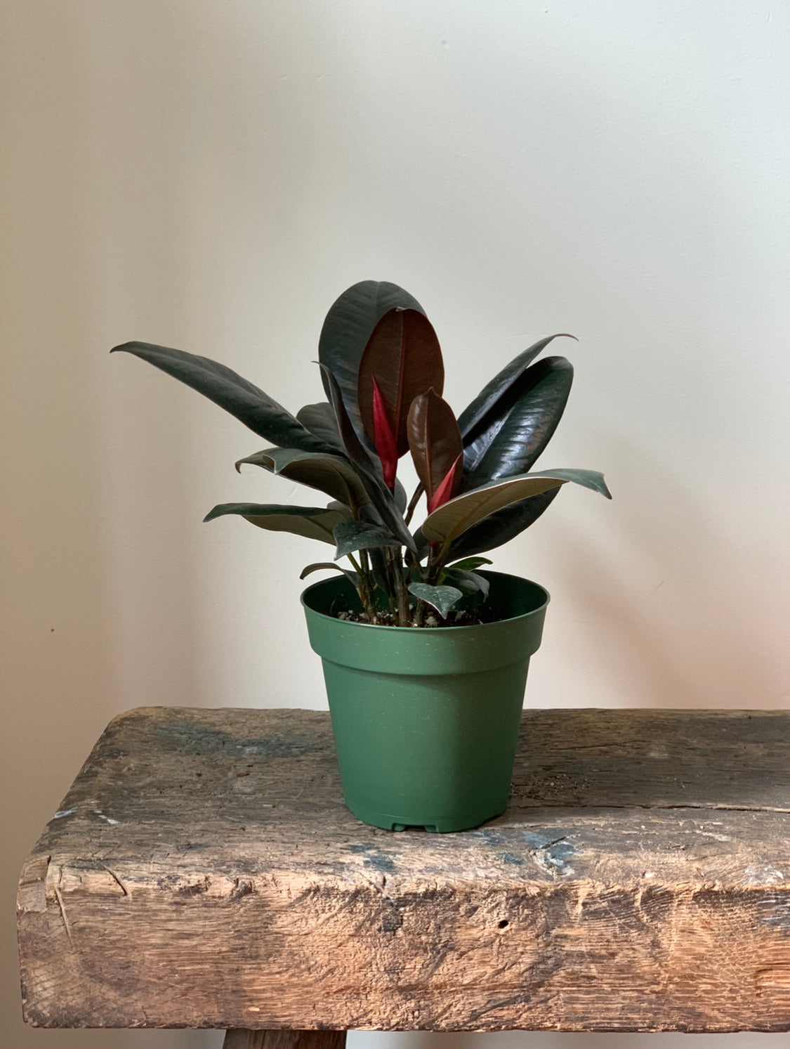 Burgundy Ficus, 4in.