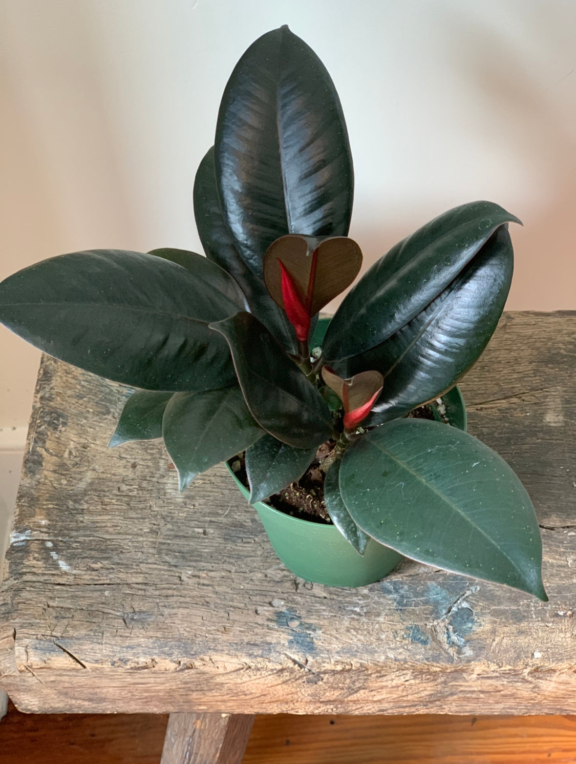 Burgundy Ficus, 4in.