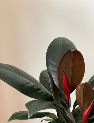 Burgundy Ficus, 4in.