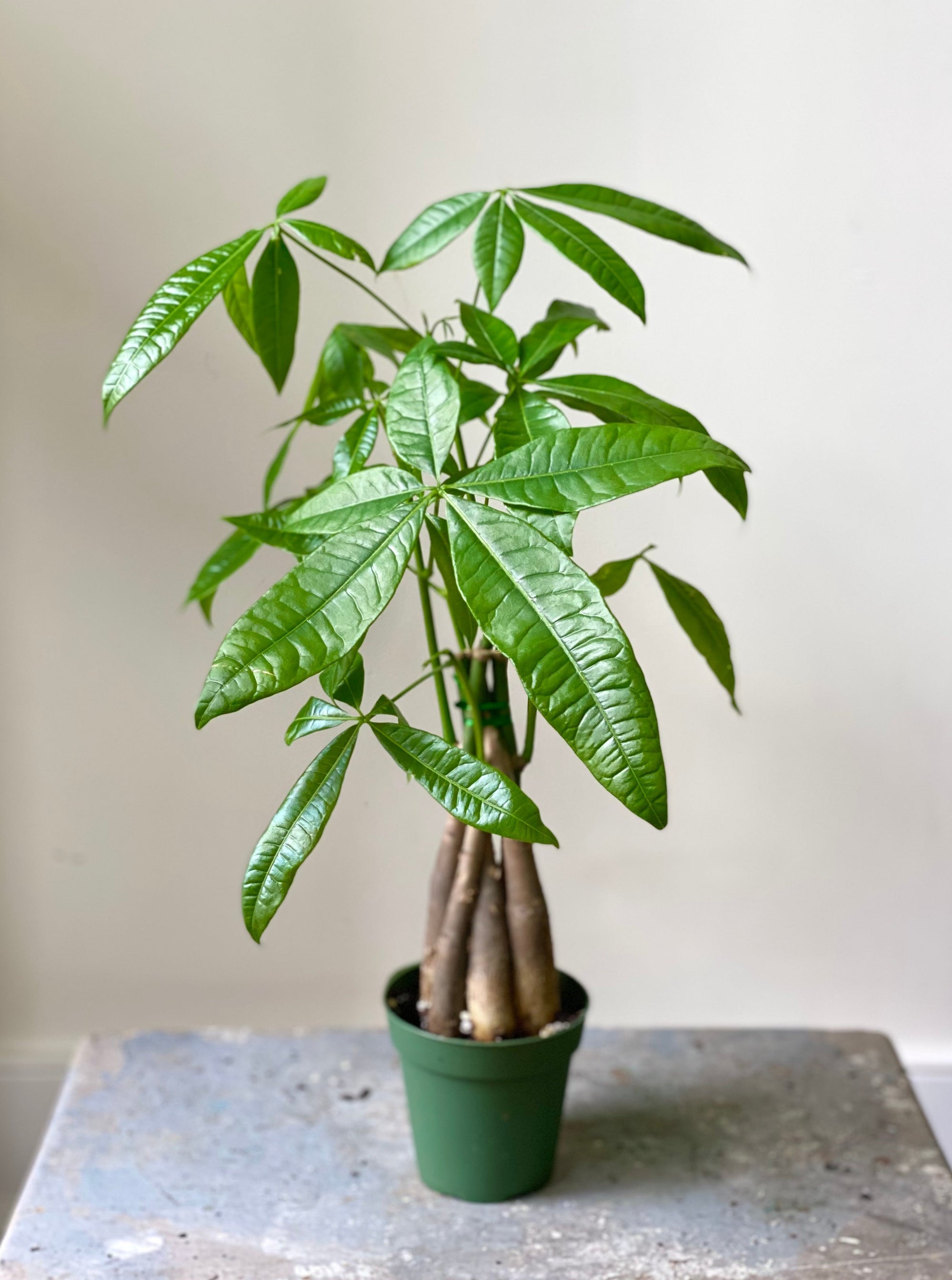 Money Tree, 4in.