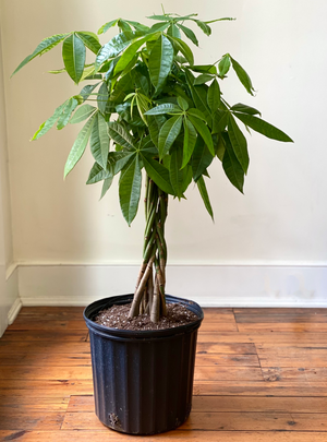 Money Tree, 10in.