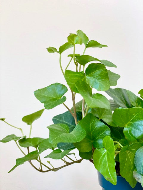 English Ivy, 4in.