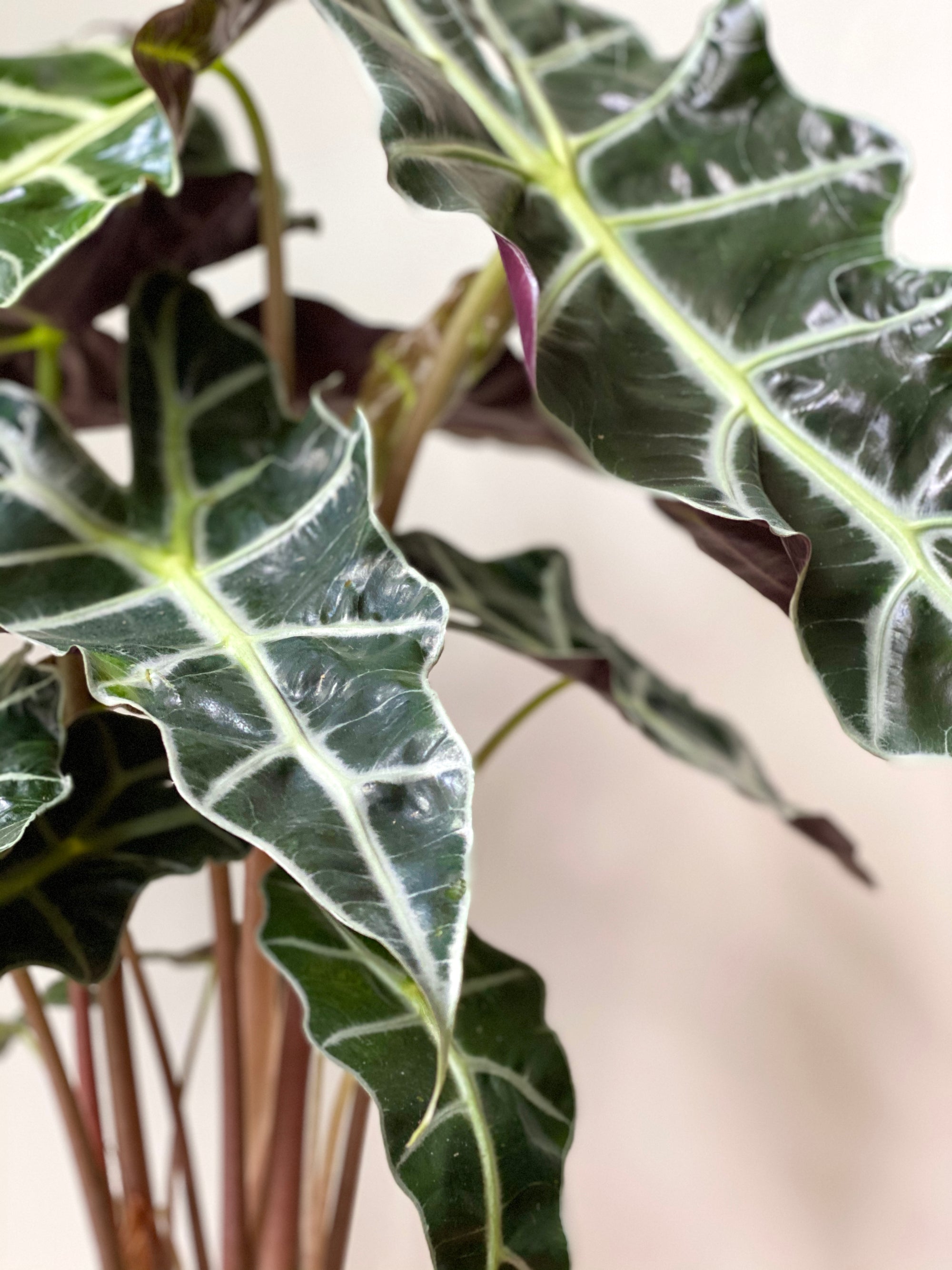 Alocasia Polly, 6in.