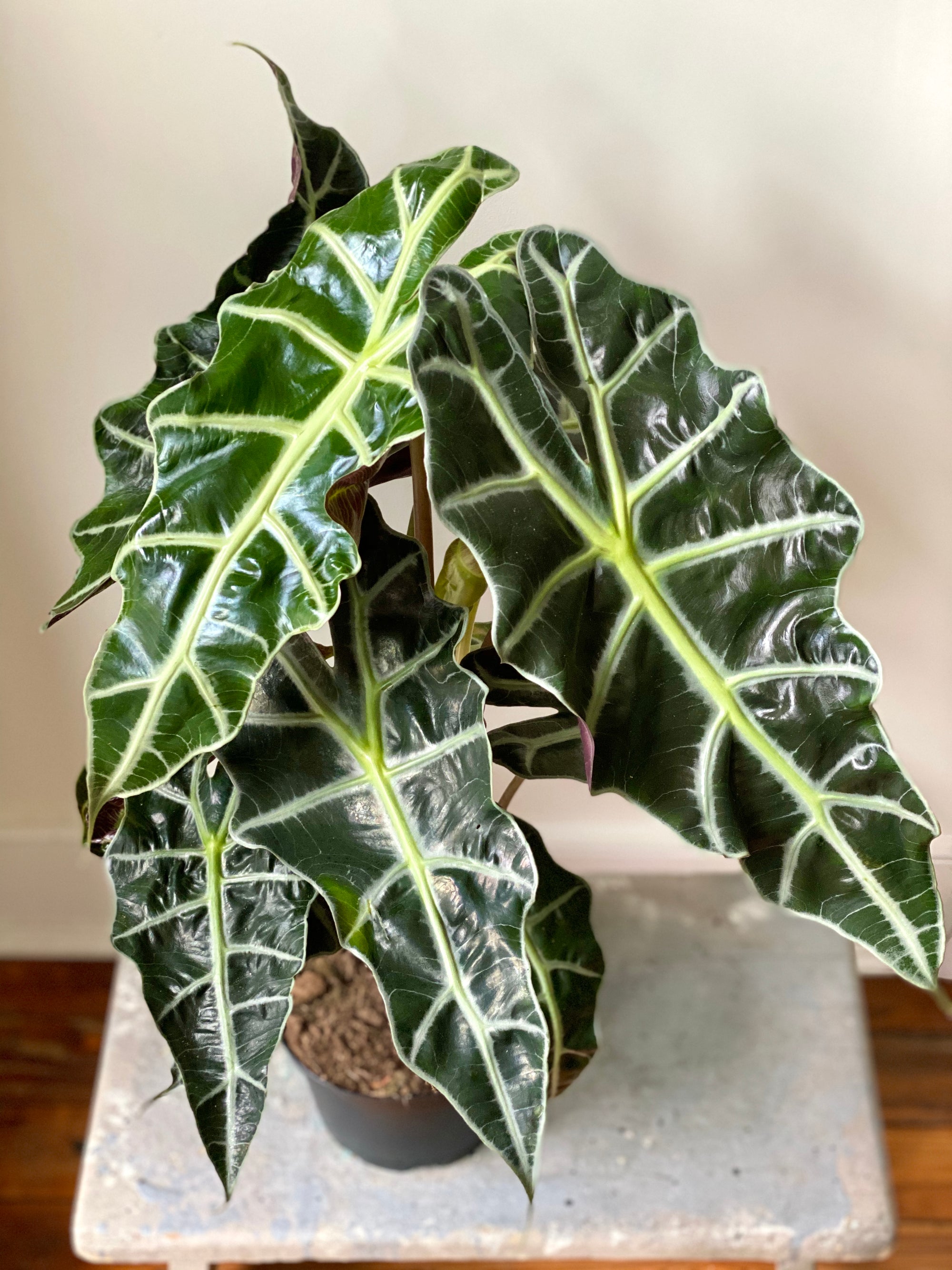 Alocasia Polly, 6in.