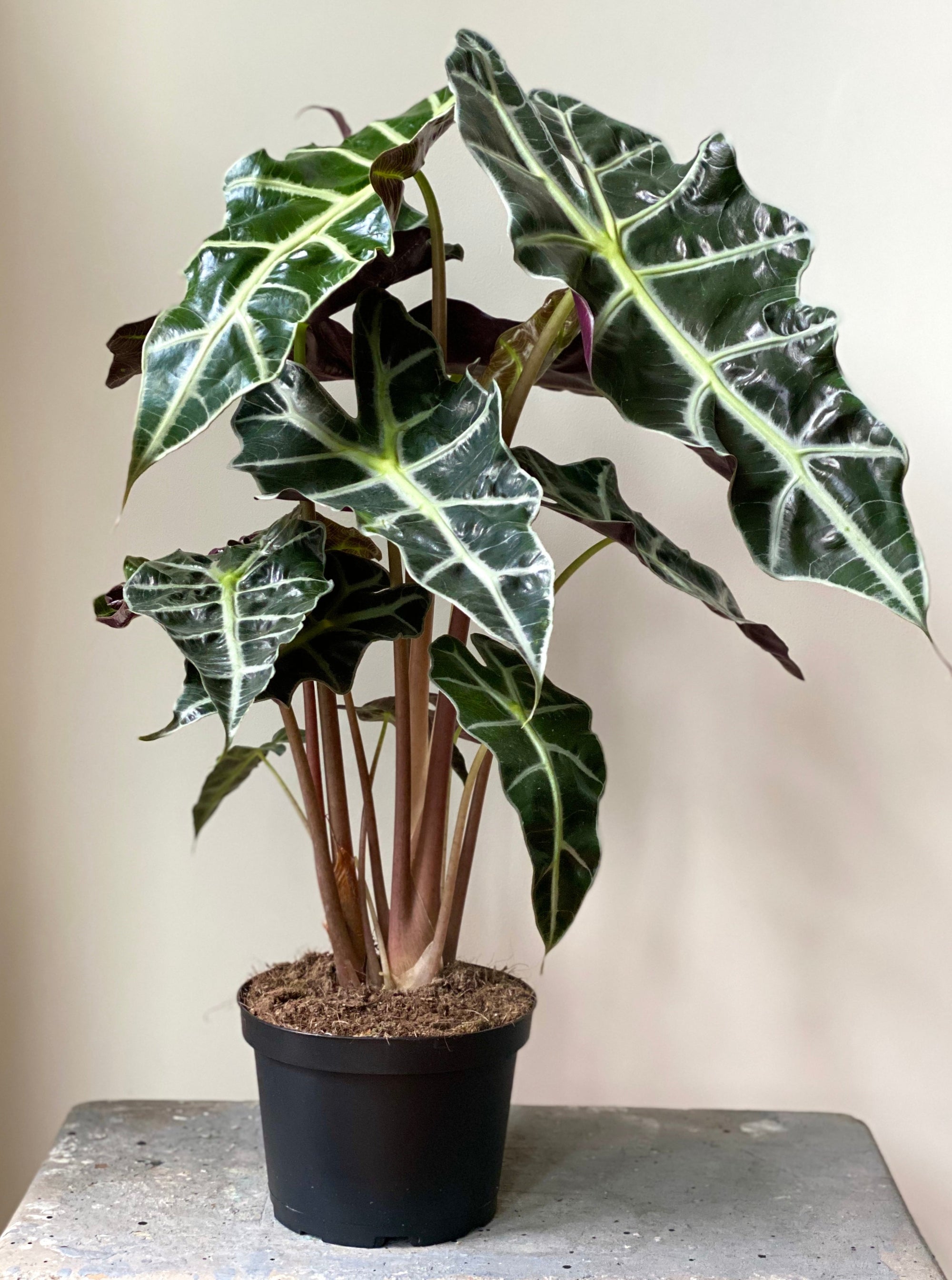 Alocasia Polly, 6in.