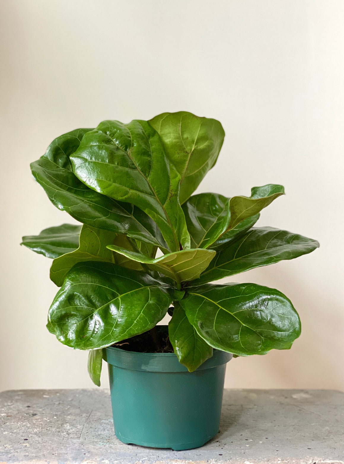 Fiddle Leaf Fig Bush, 6in.