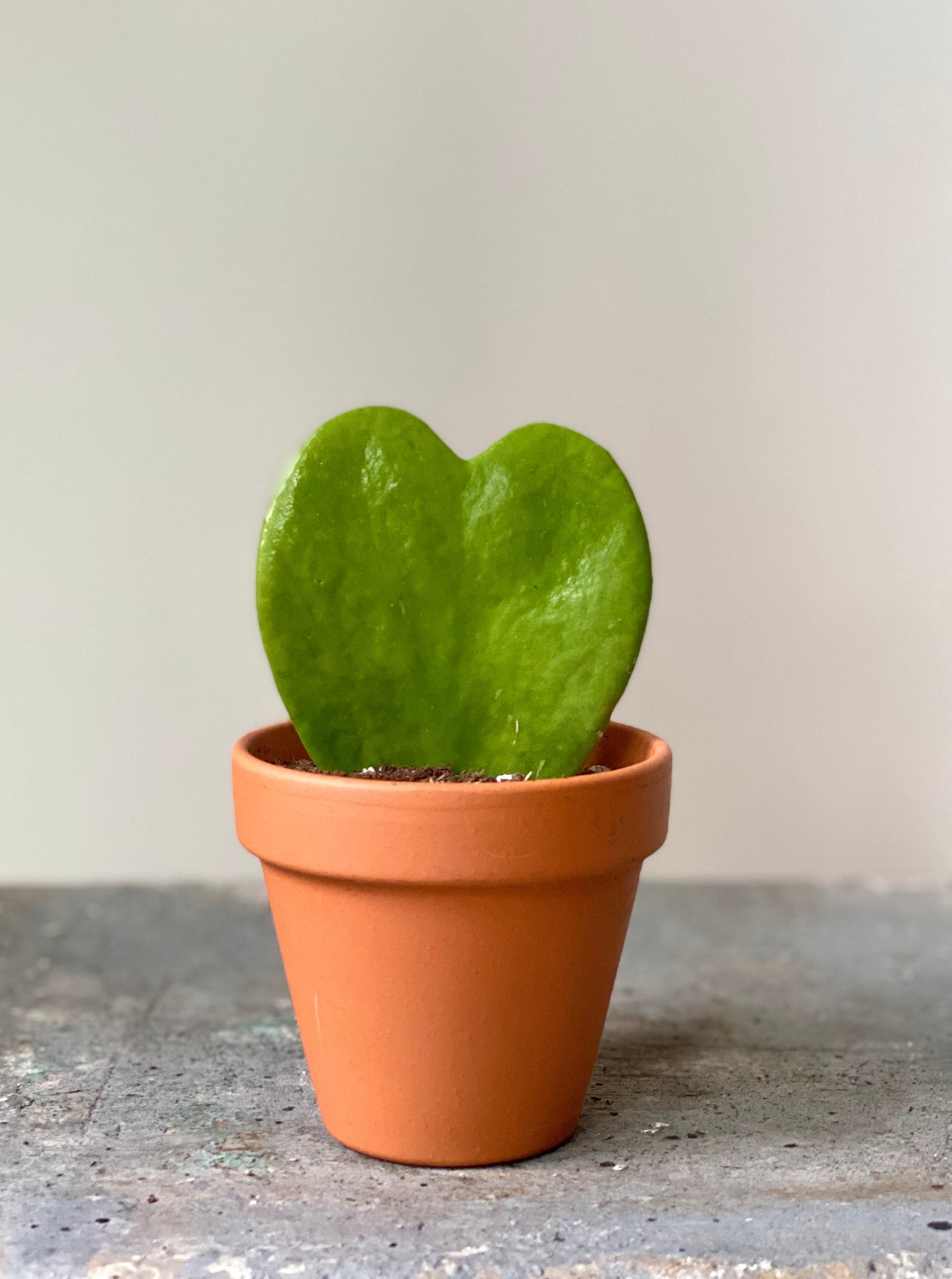 heart succulent plant Hoya Heart