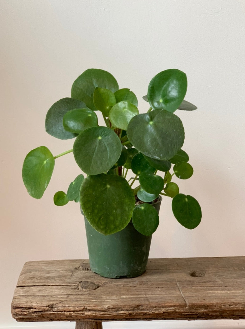 Pilea Peperomioides, 4in.