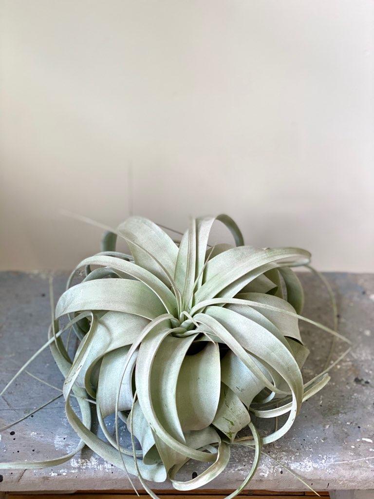 Air Plant