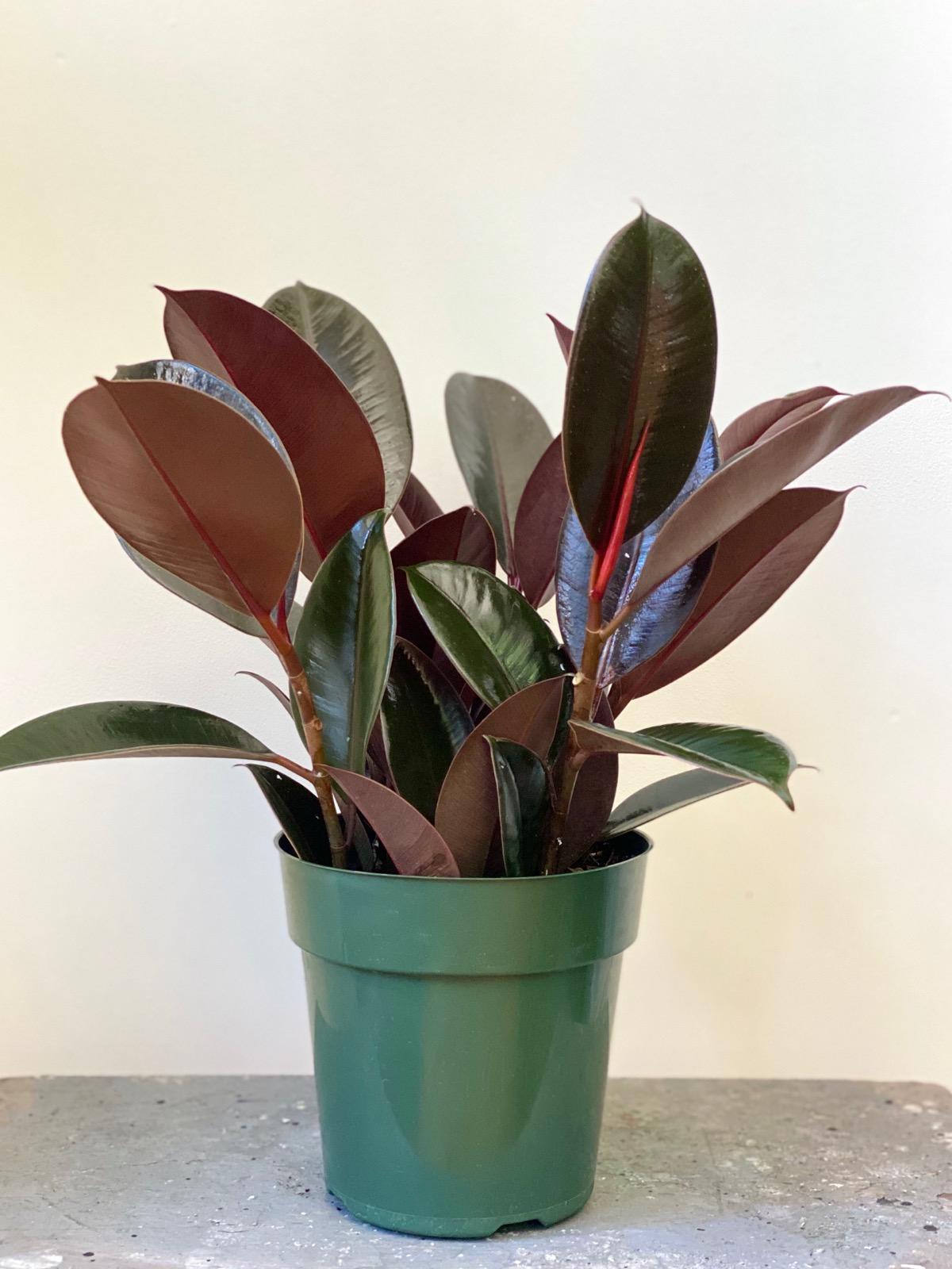 Burgundy Ficus, 6in.