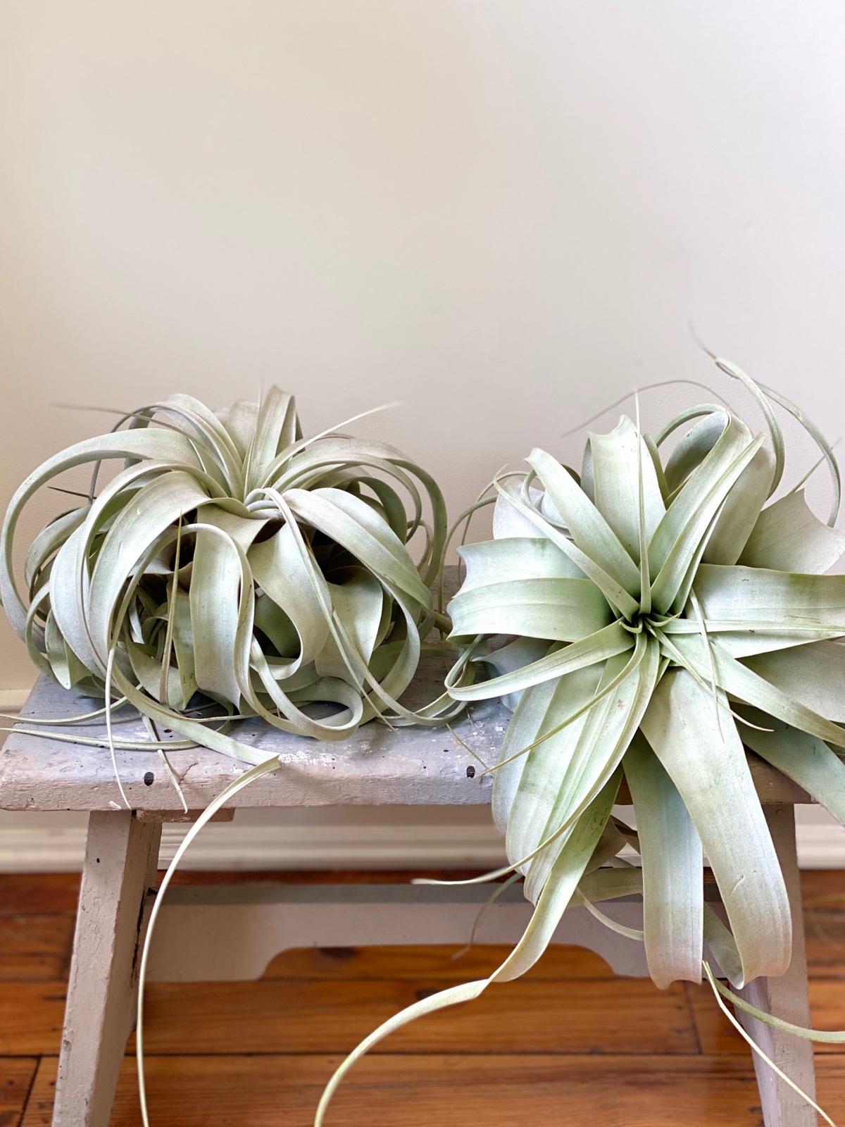 Air Plant