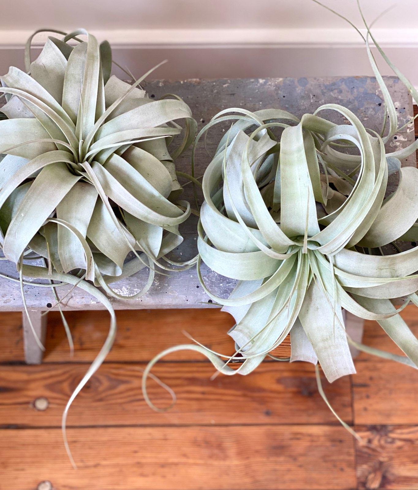 Air Plant