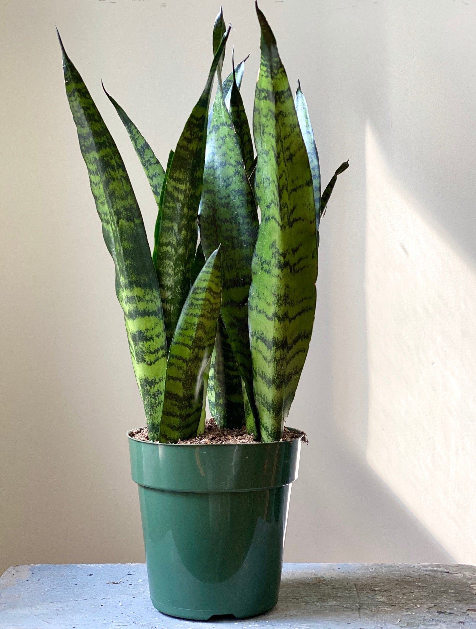 Sansevieria Black Coral, 6in.
