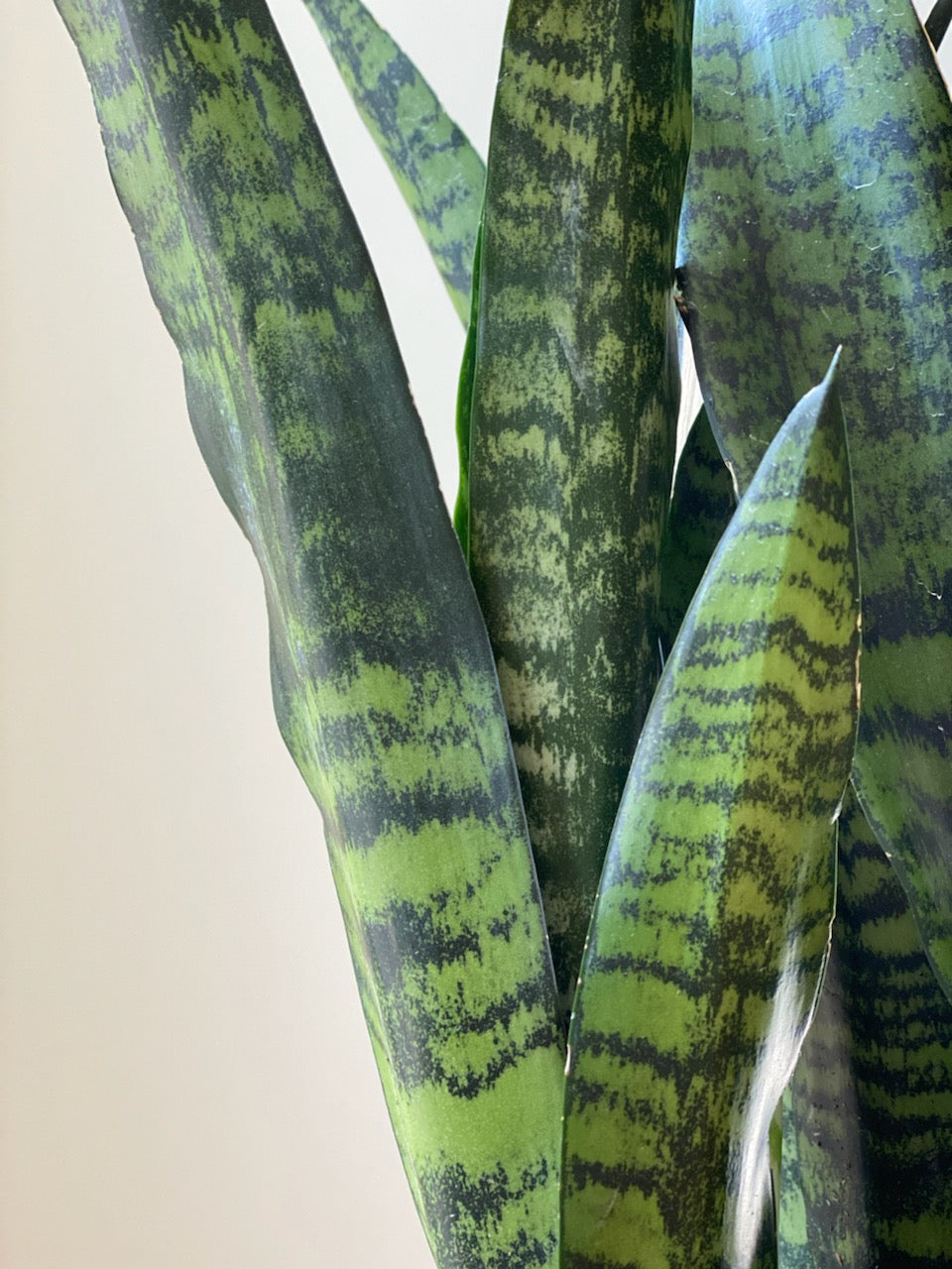 Sansevieria Black Coral, 6in.
