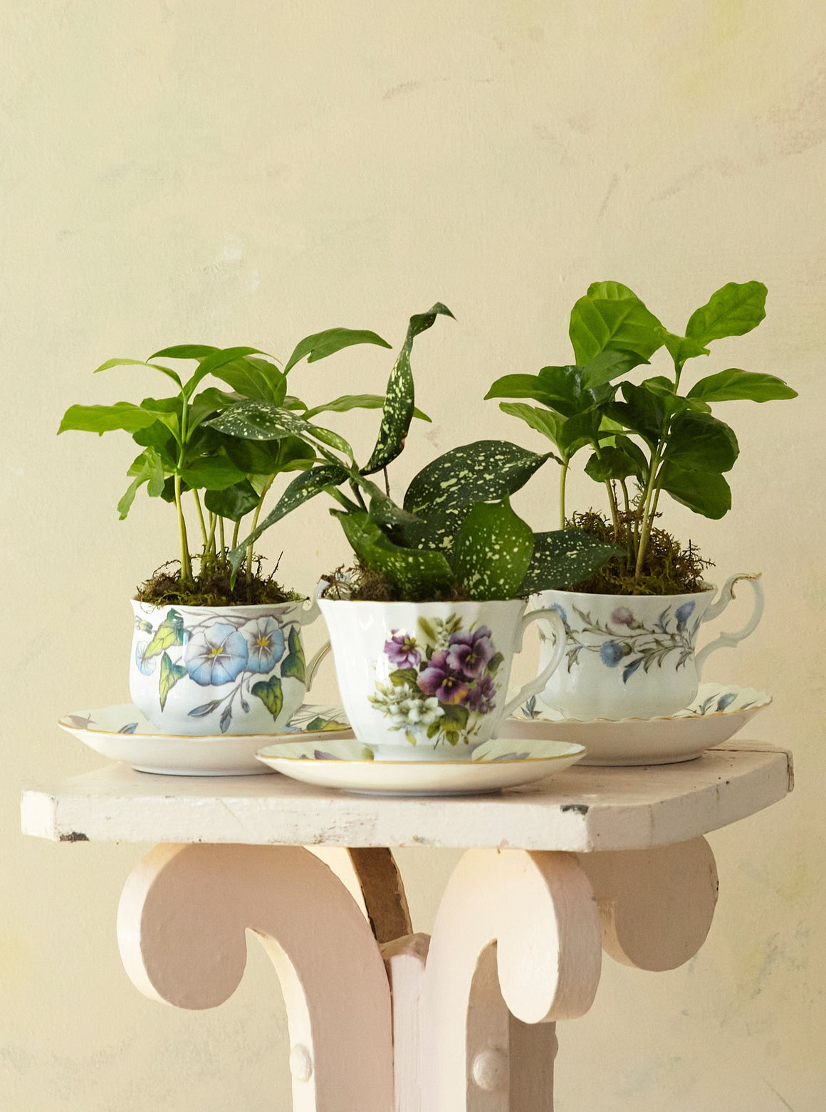 Teatime Plant