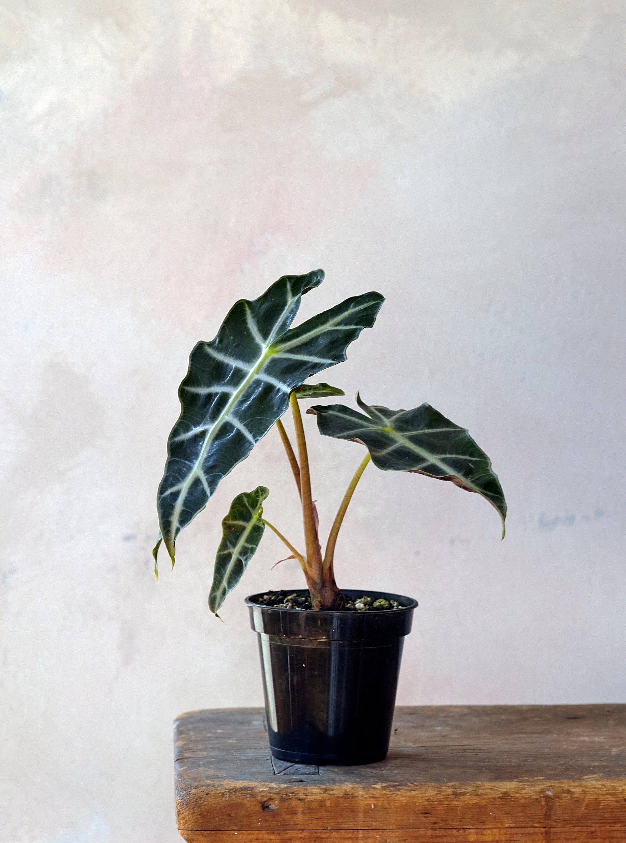 Alocasia Polly, 4in