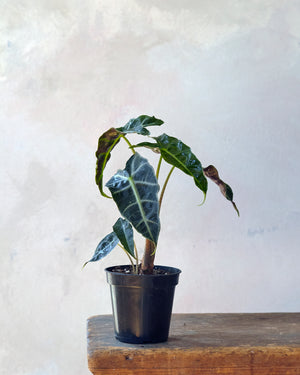 Alocasia Polly, 4in