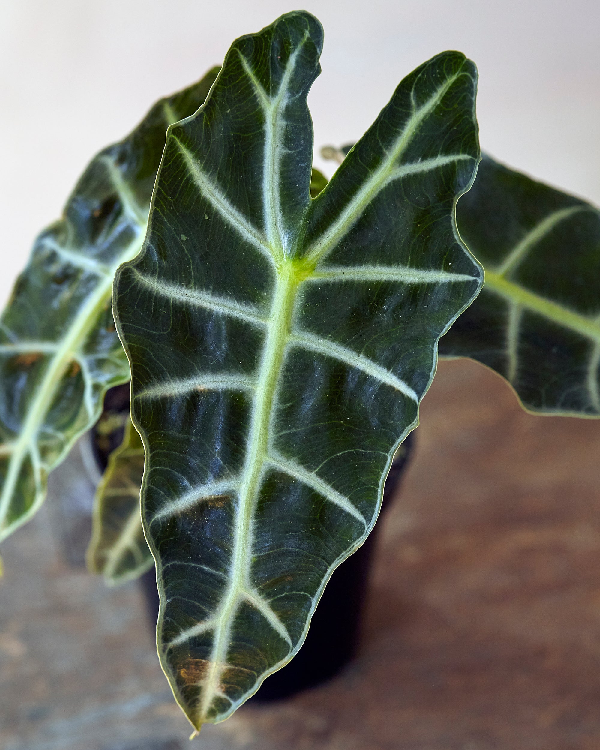 Alocasia Polly, 4in