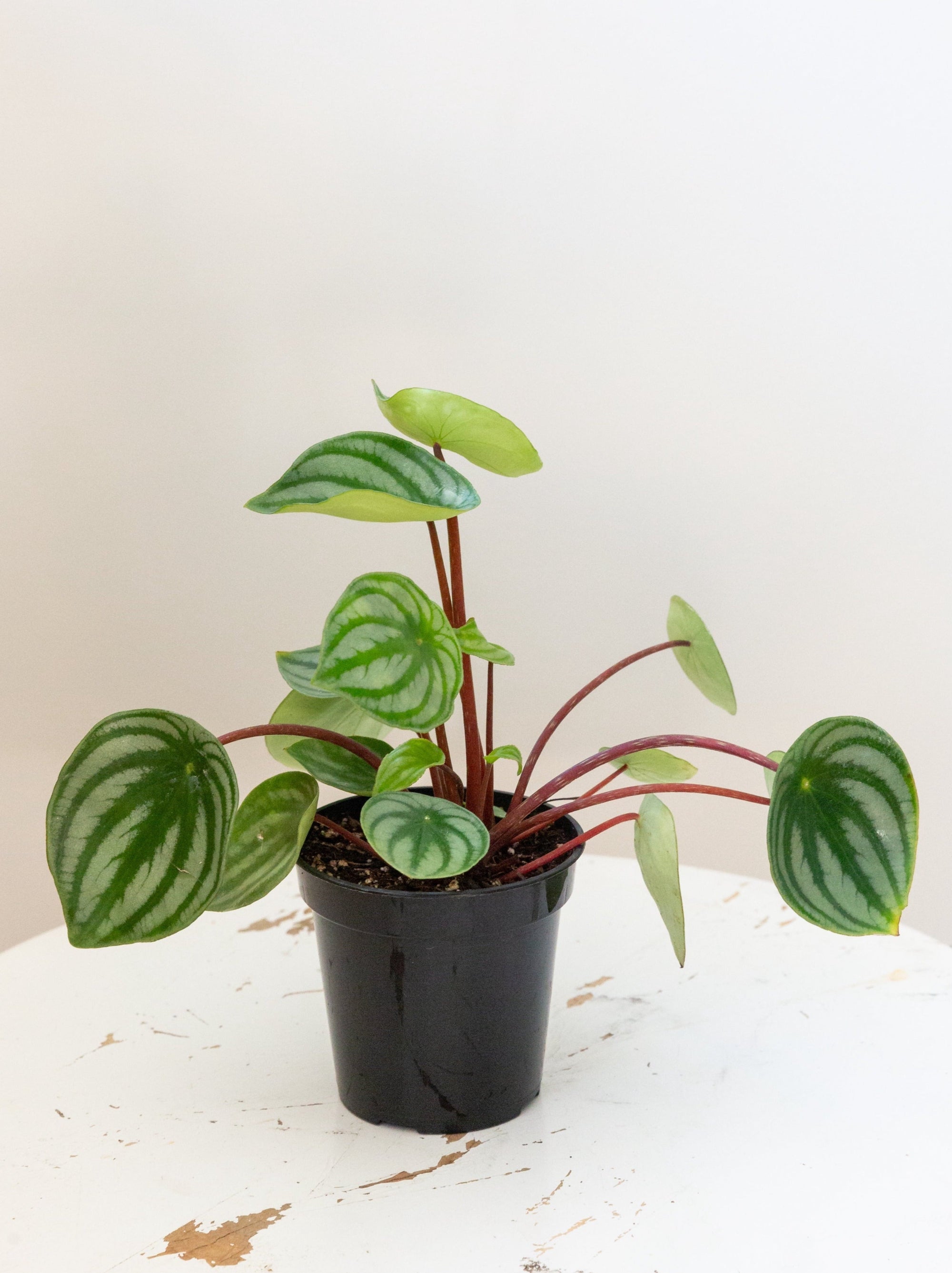 Watermelon Peperomia, 4in.