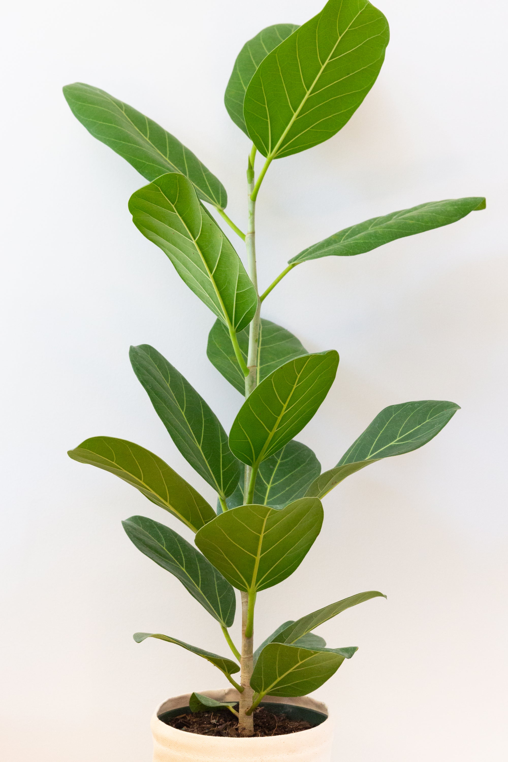 Audrey Ficus, 6in