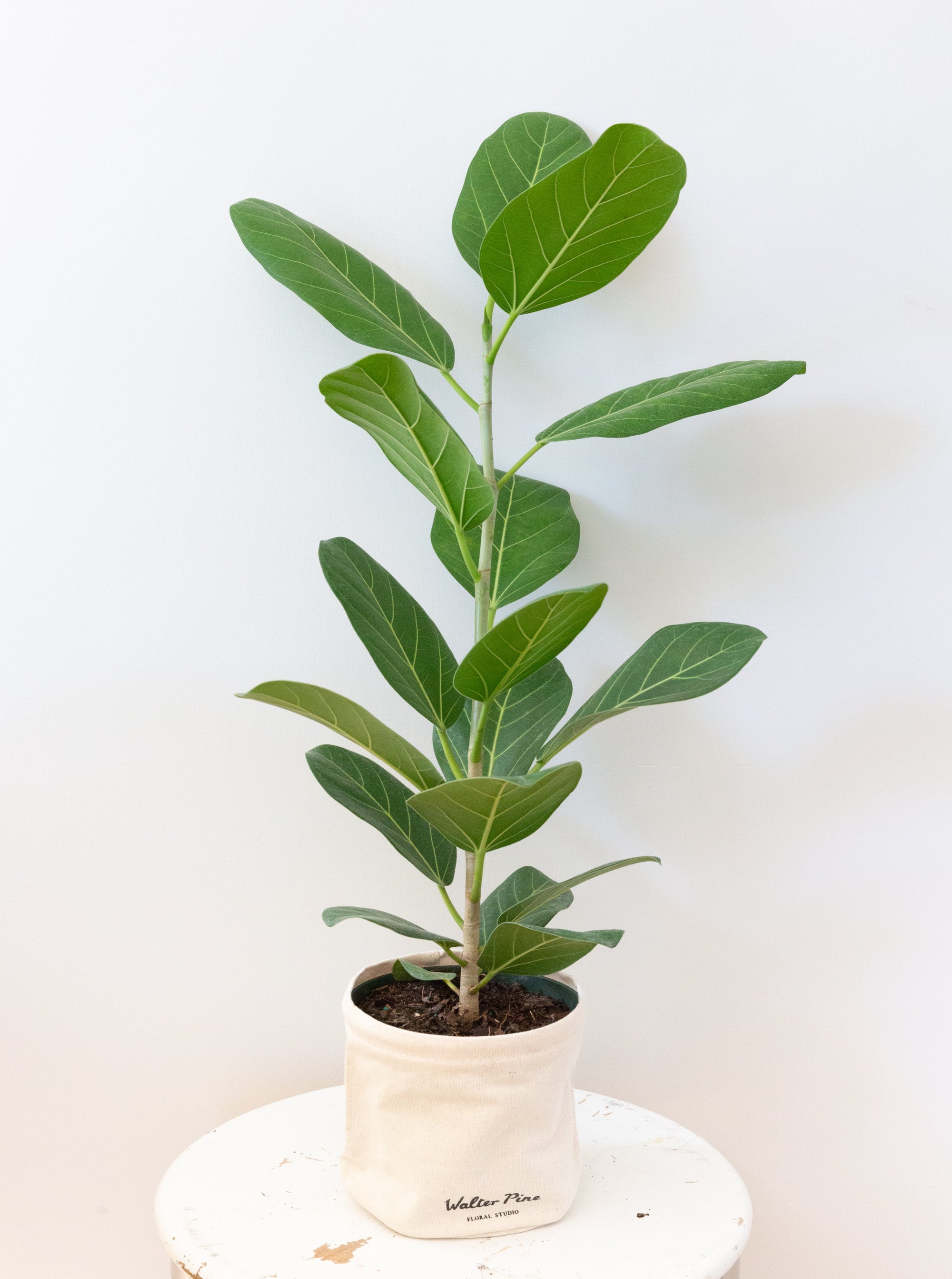 Audrey Ficus, 6in
