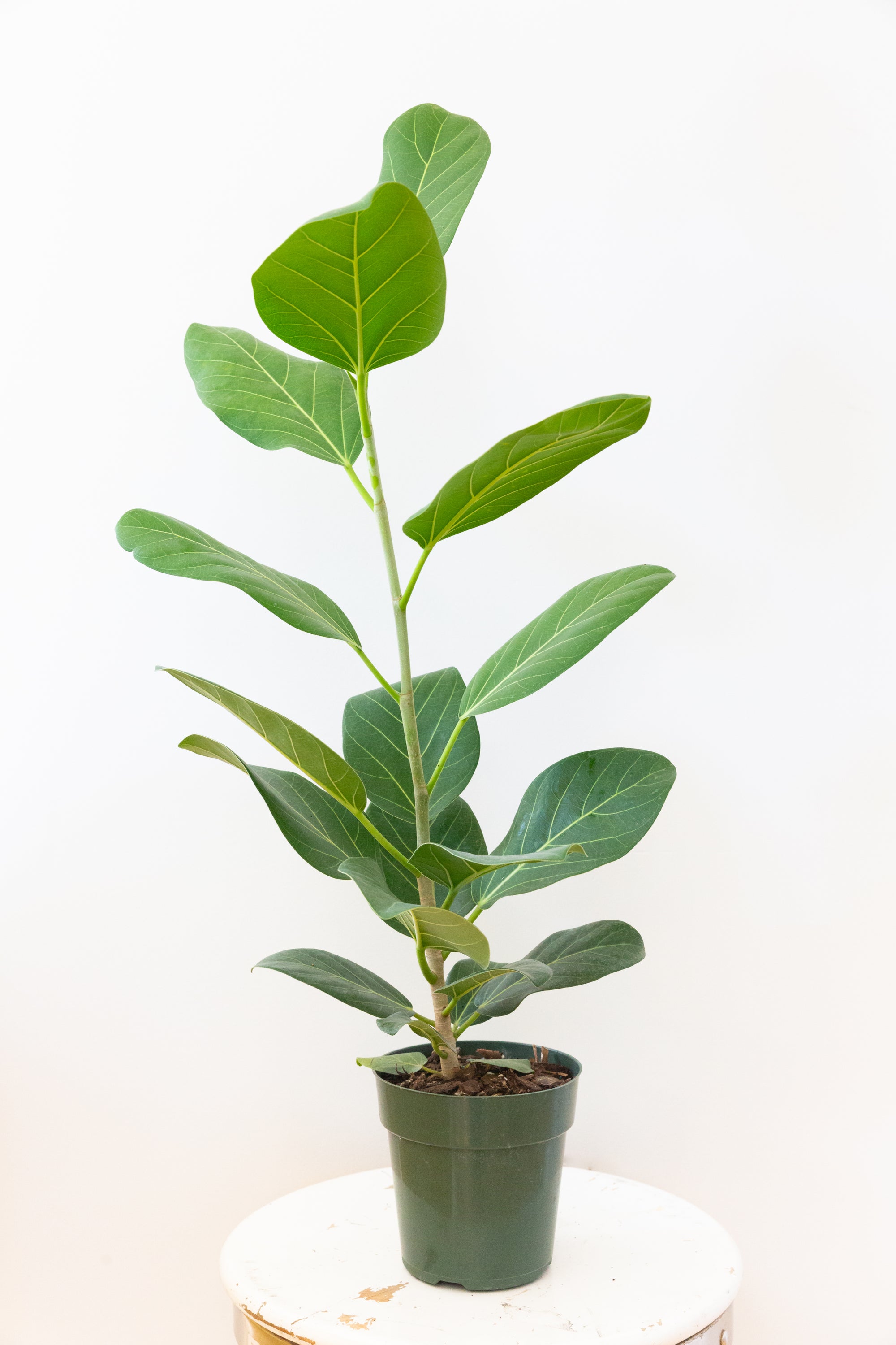 Audrey Ficus, 6in