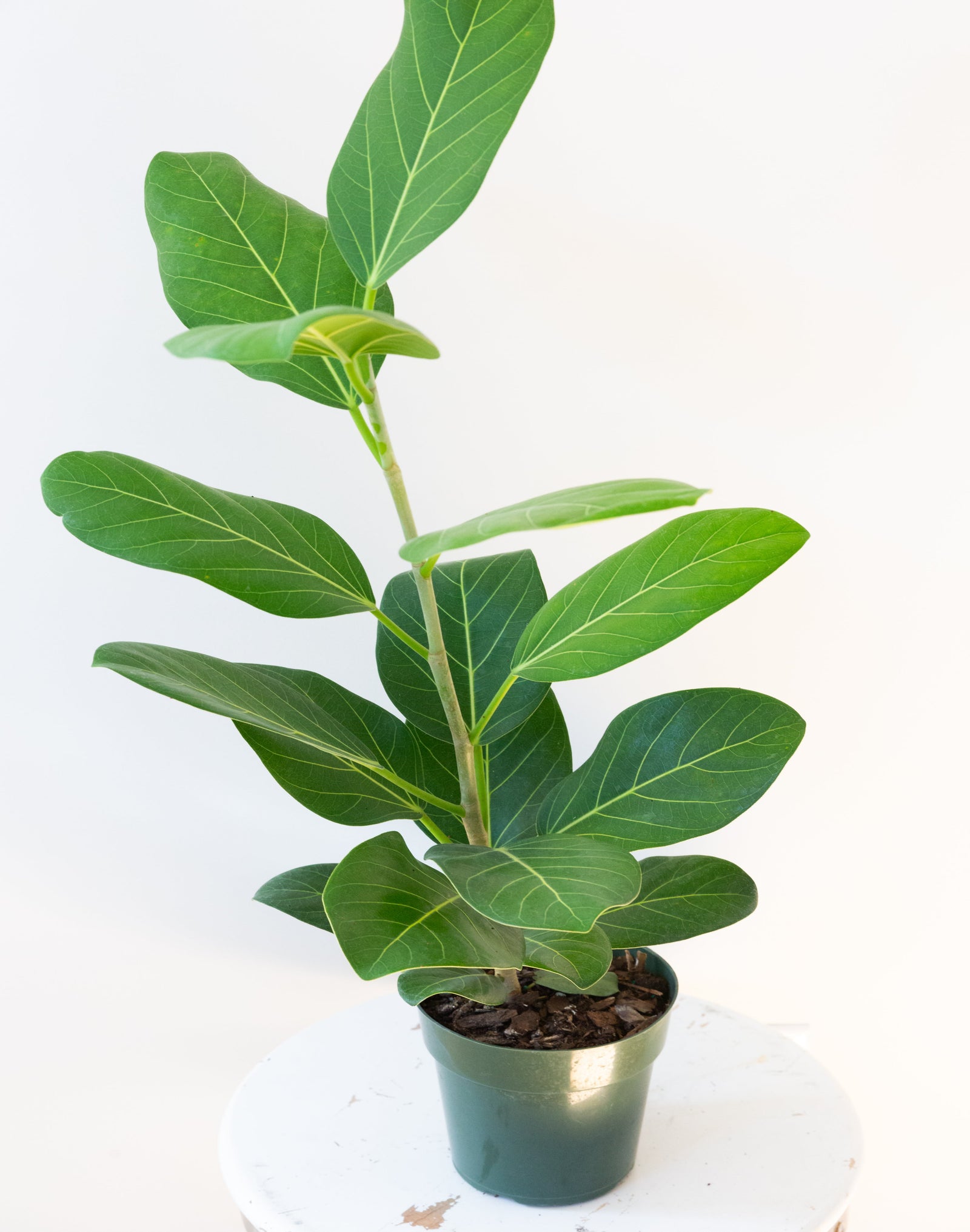 Audrey Ficus, 6in