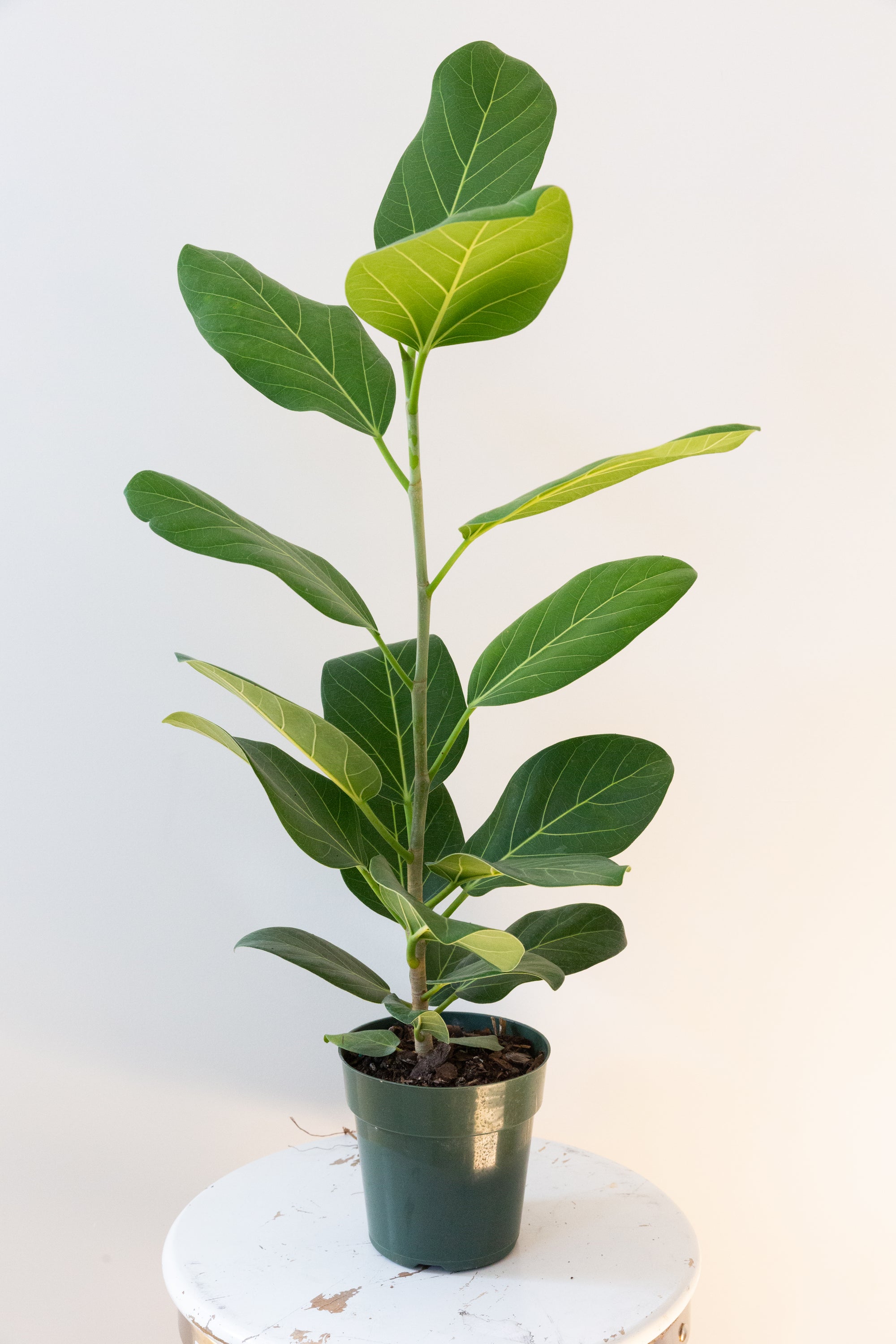 Audrey Ficus, 6in