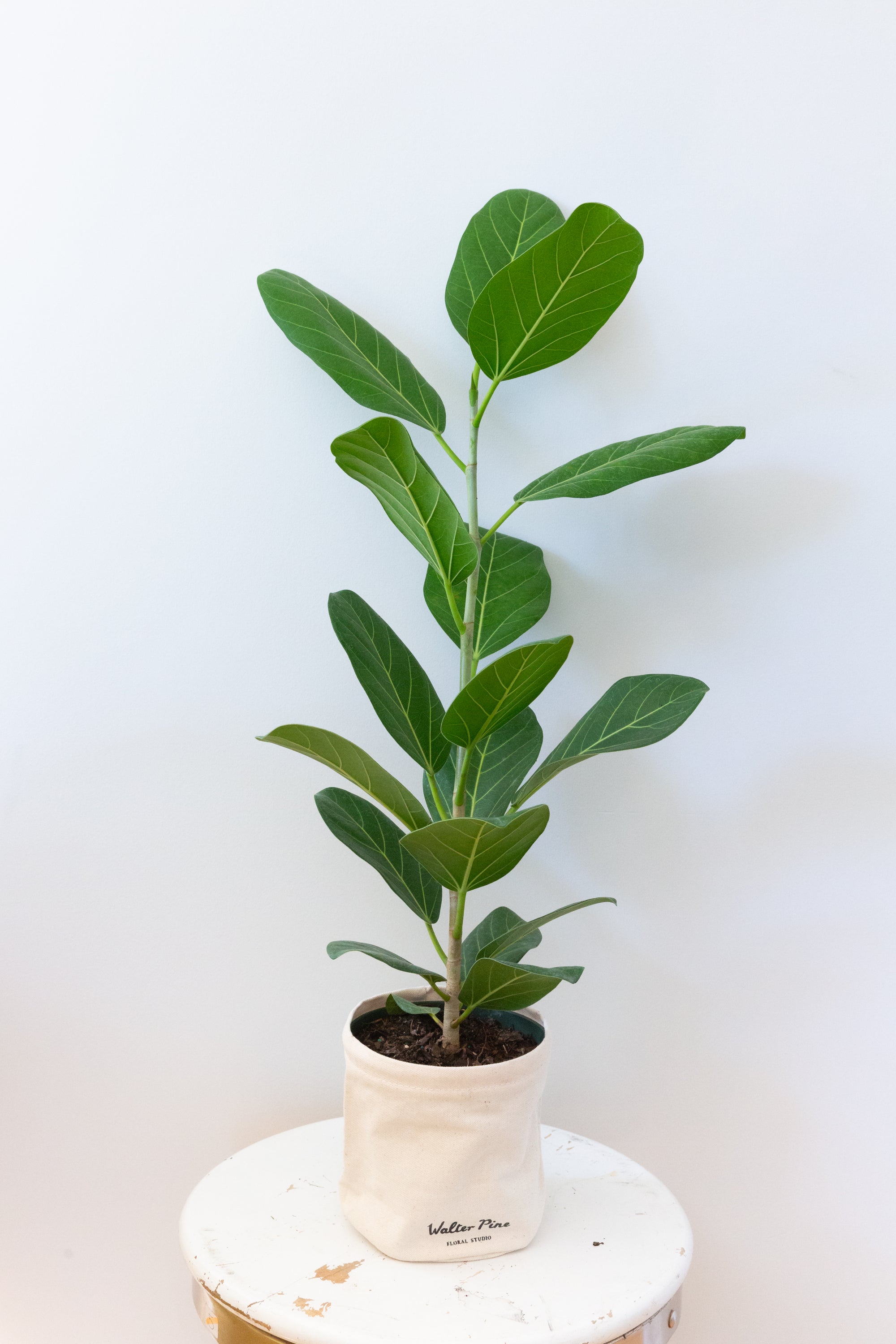 Audrey Ficus, 6in