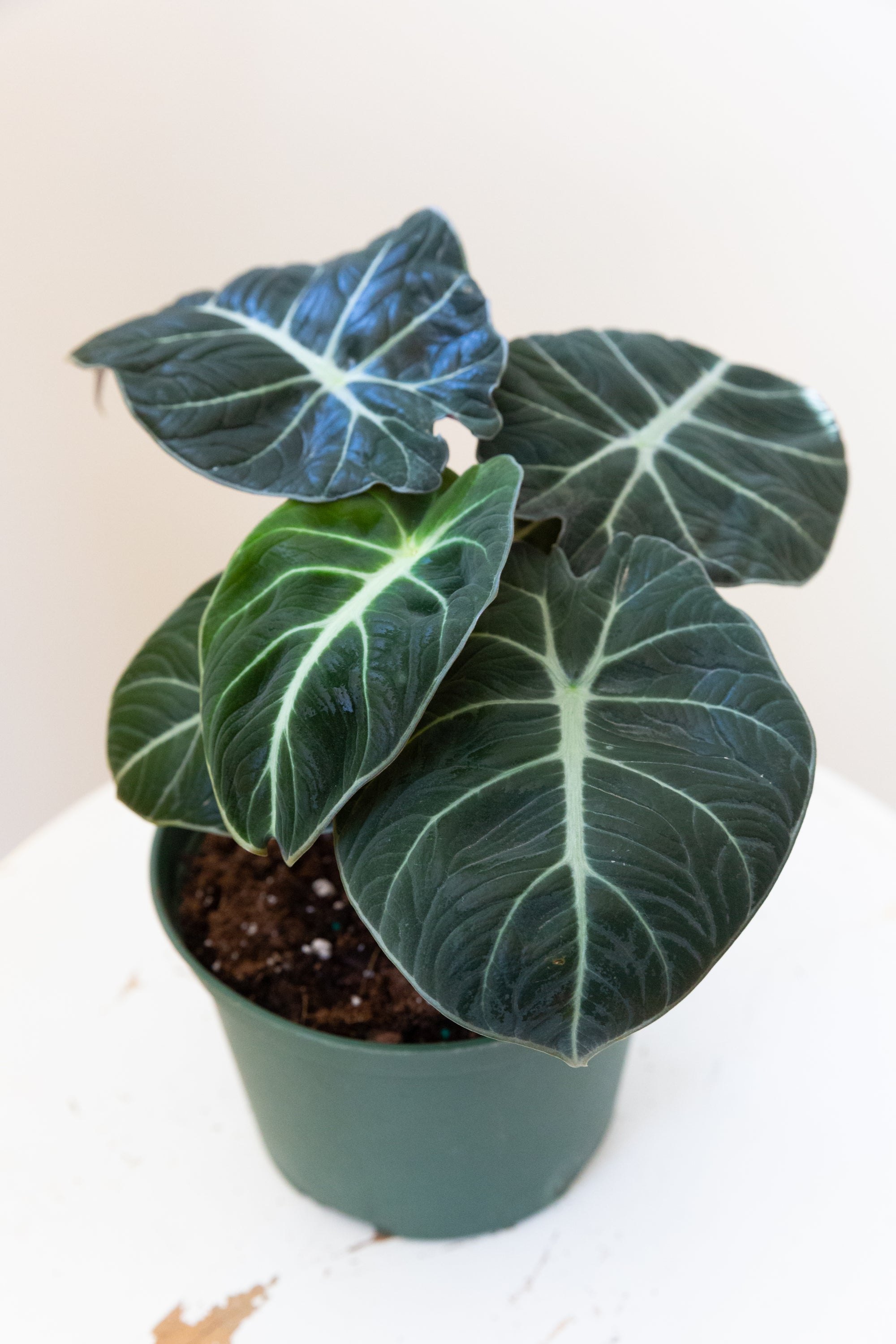 Alocasia Black Velvet, 6in