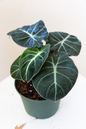 Alocasia Black Velvet, 6in