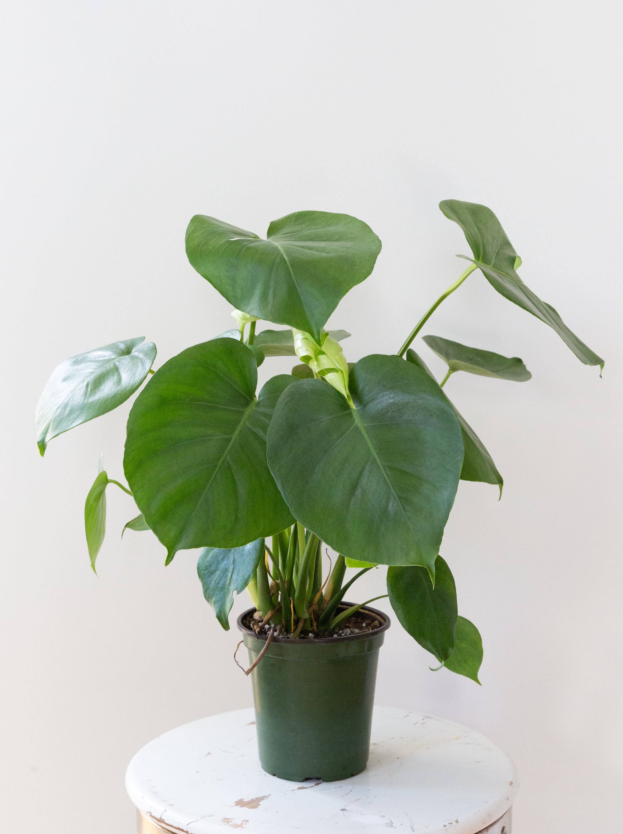 Monstera Deliciosa, 6in.