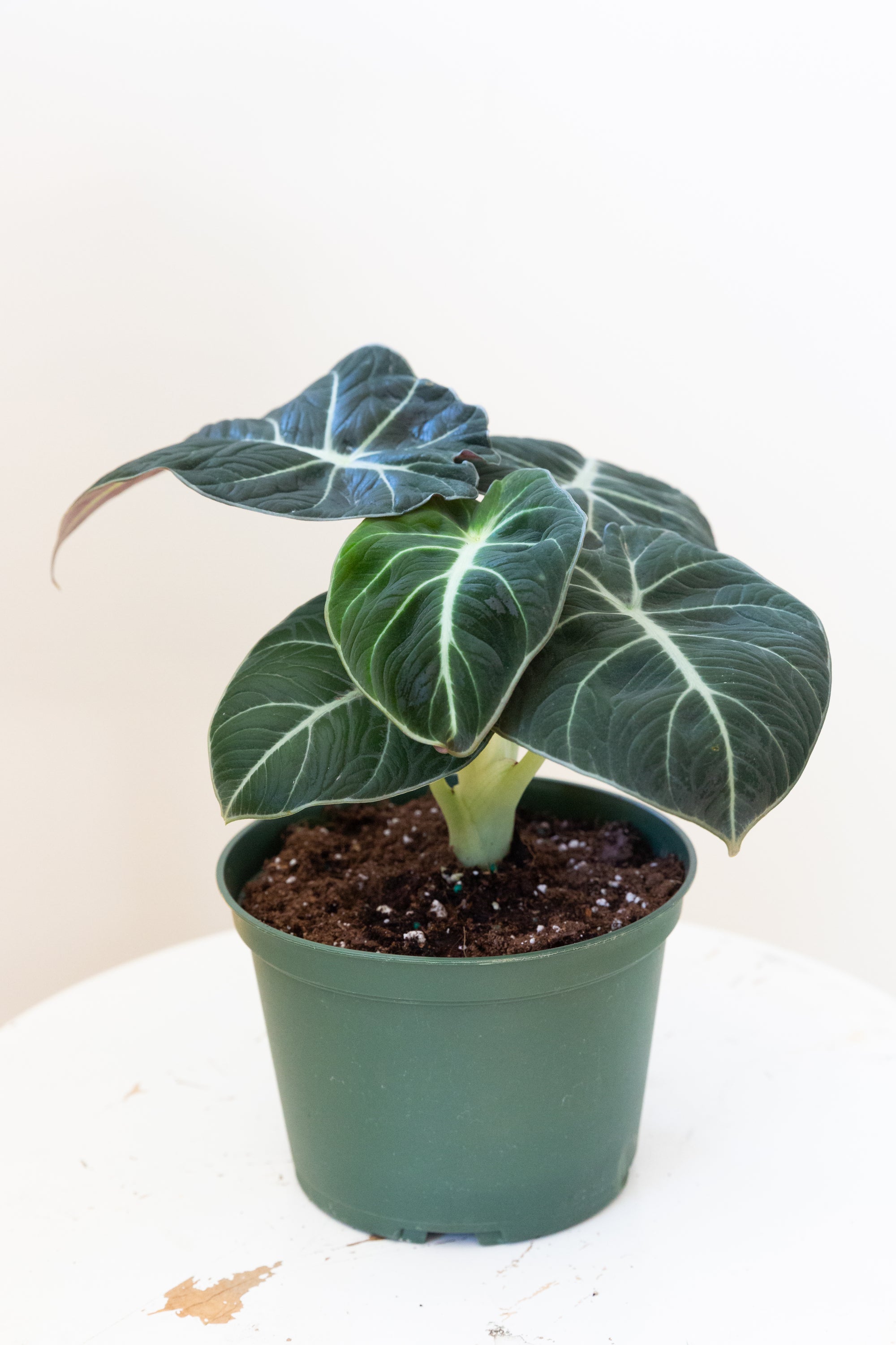 Alocasia Black Velvet, 6in