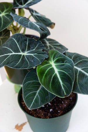 Alocasia Black Velvet, 6in