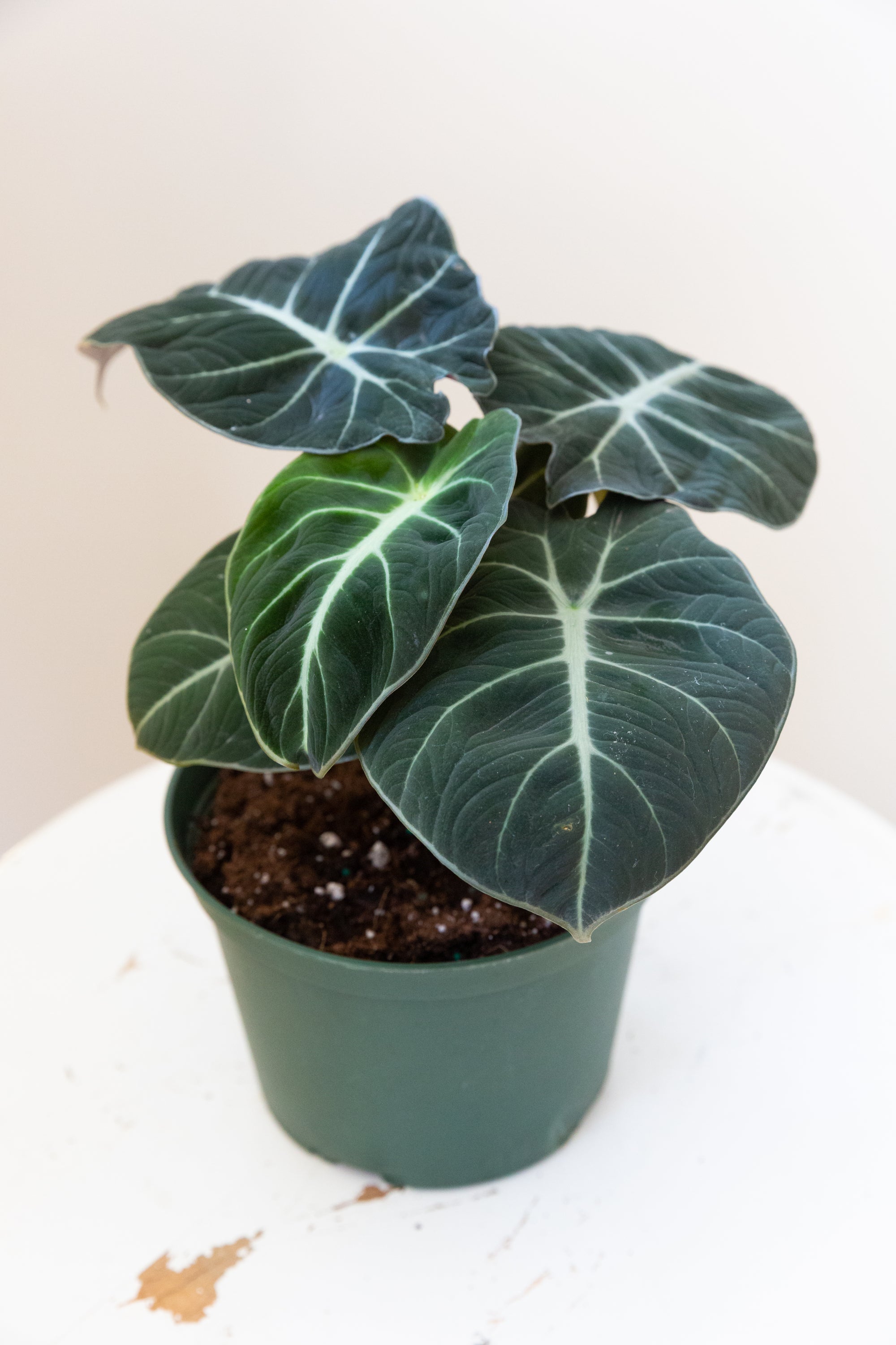 Alocasia Black Velvet, 6in