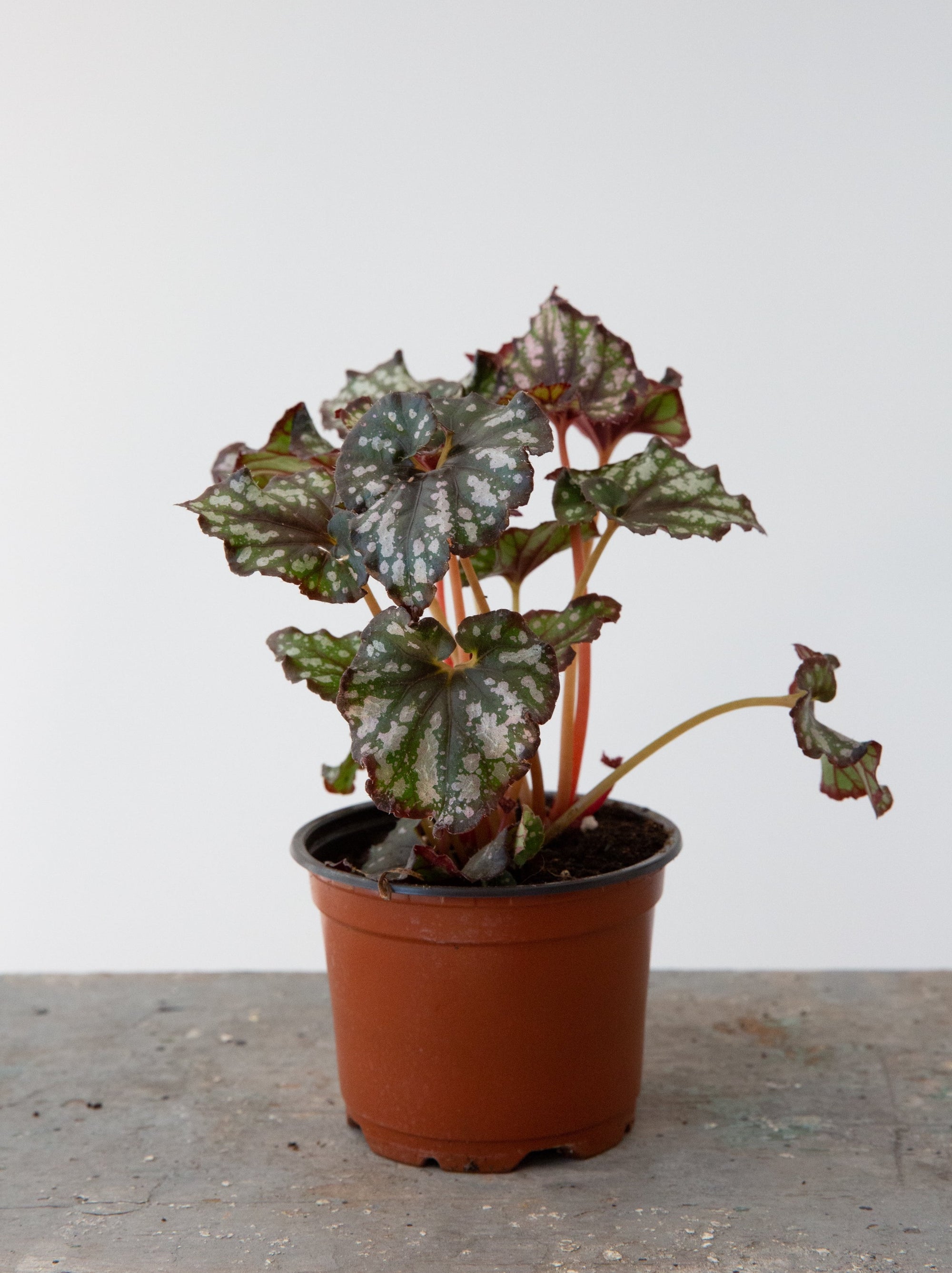 Rex Begonia, 5in