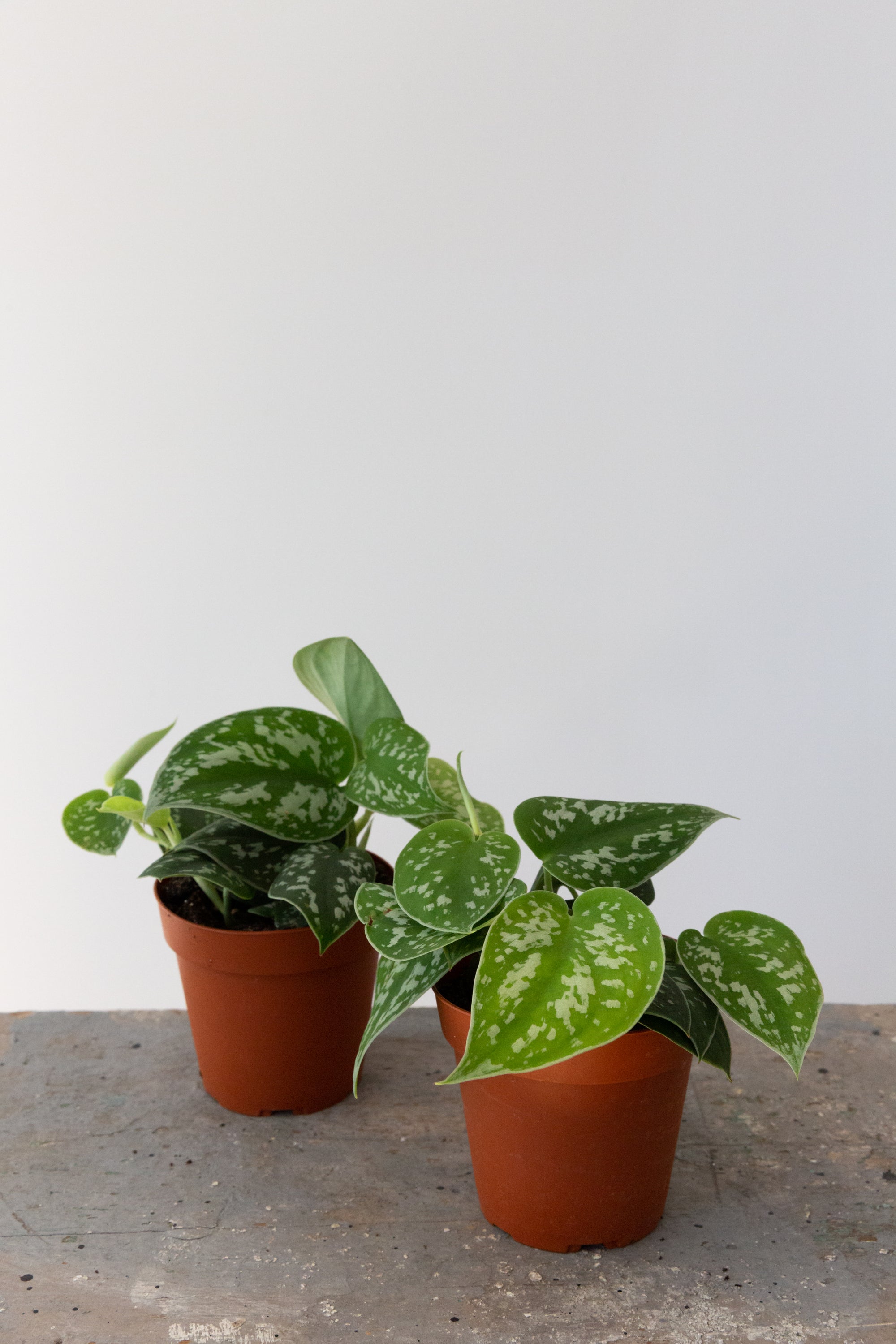 Satin Pothos, 4in.