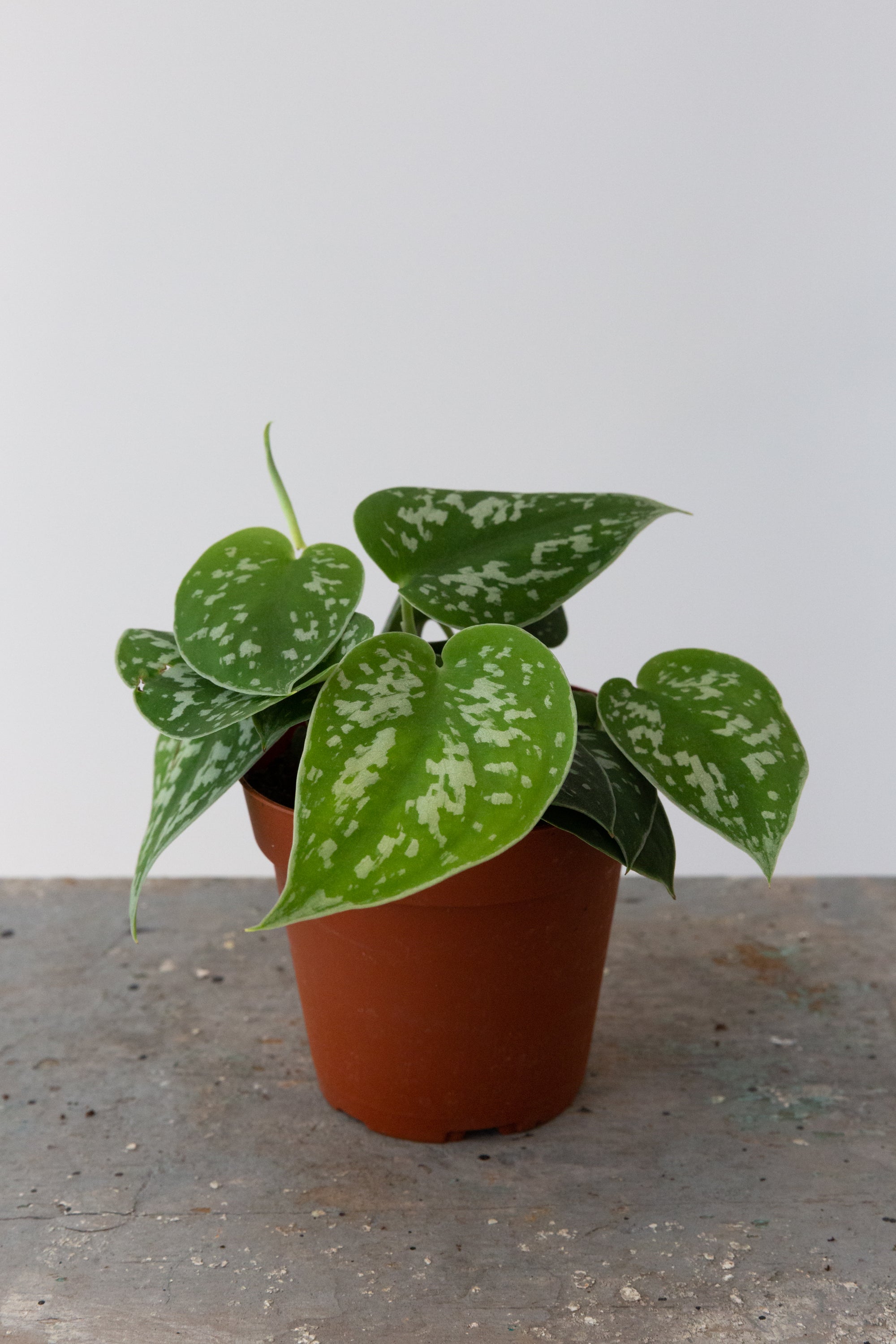 Satin Pothos, 4in.