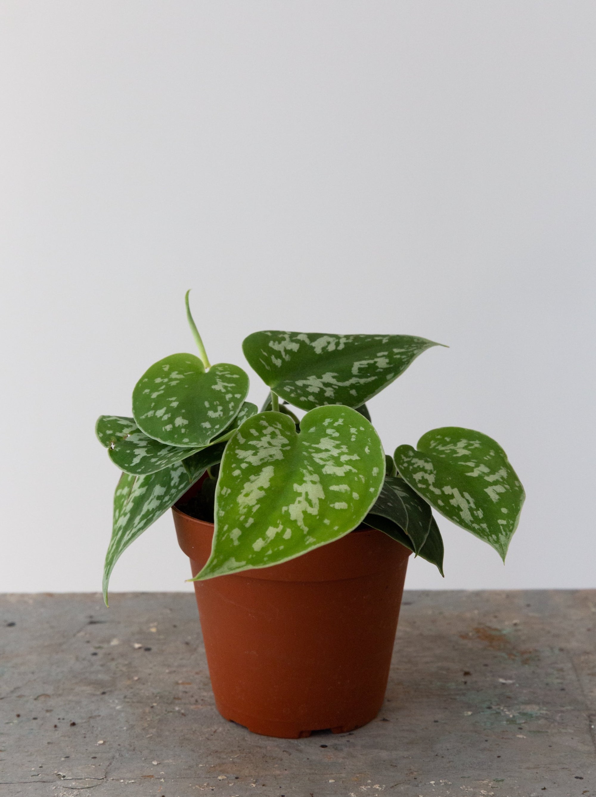 Satin Pothos, 4in.