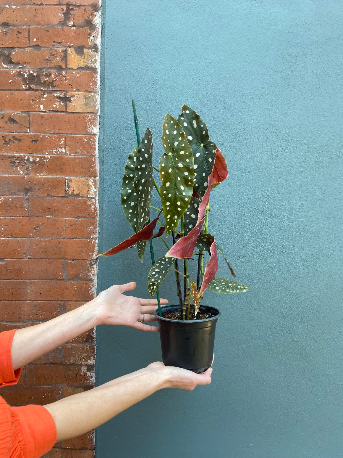 Polka Dot Begonia, 6in.