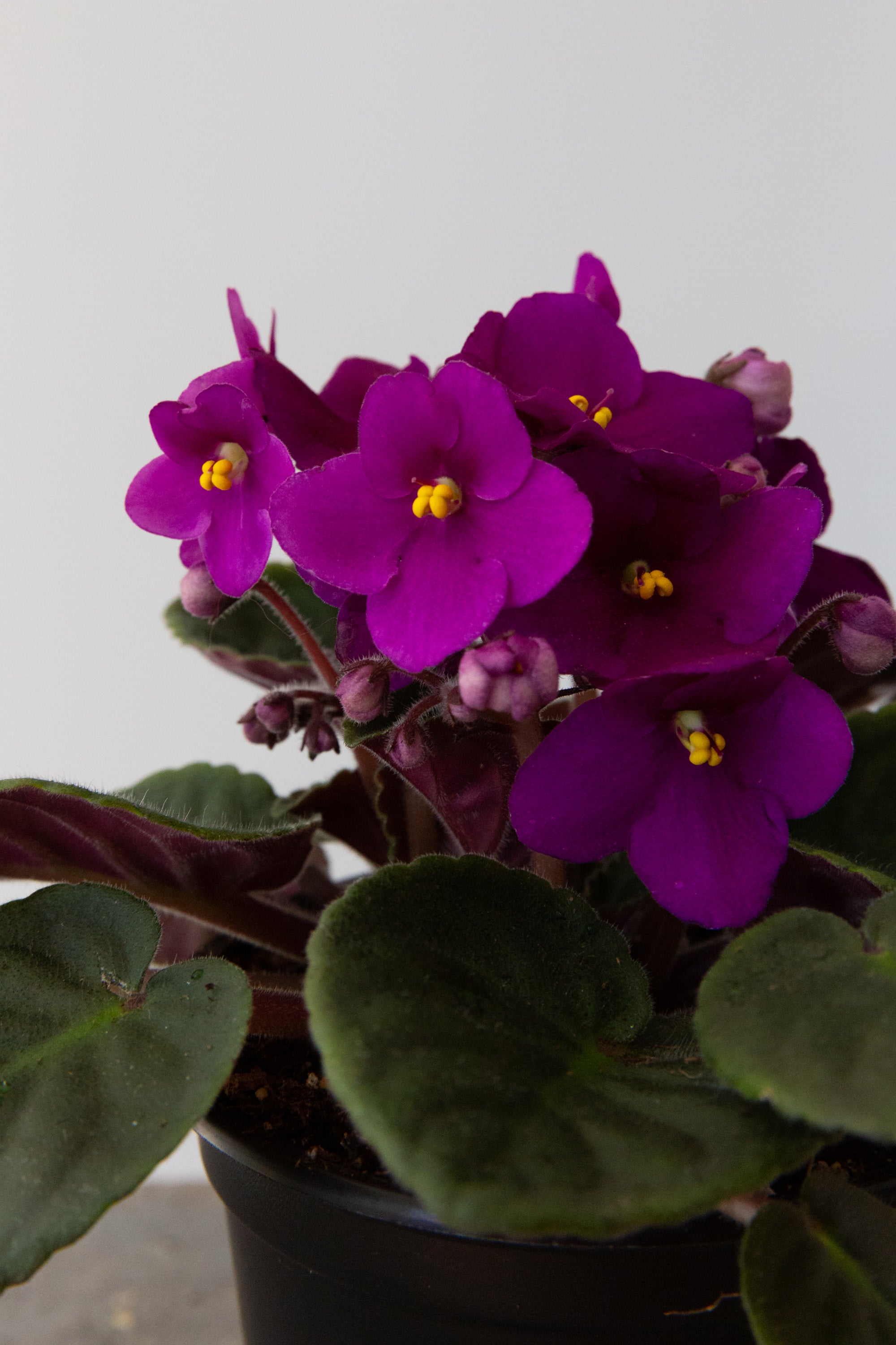 African Violet, 4in