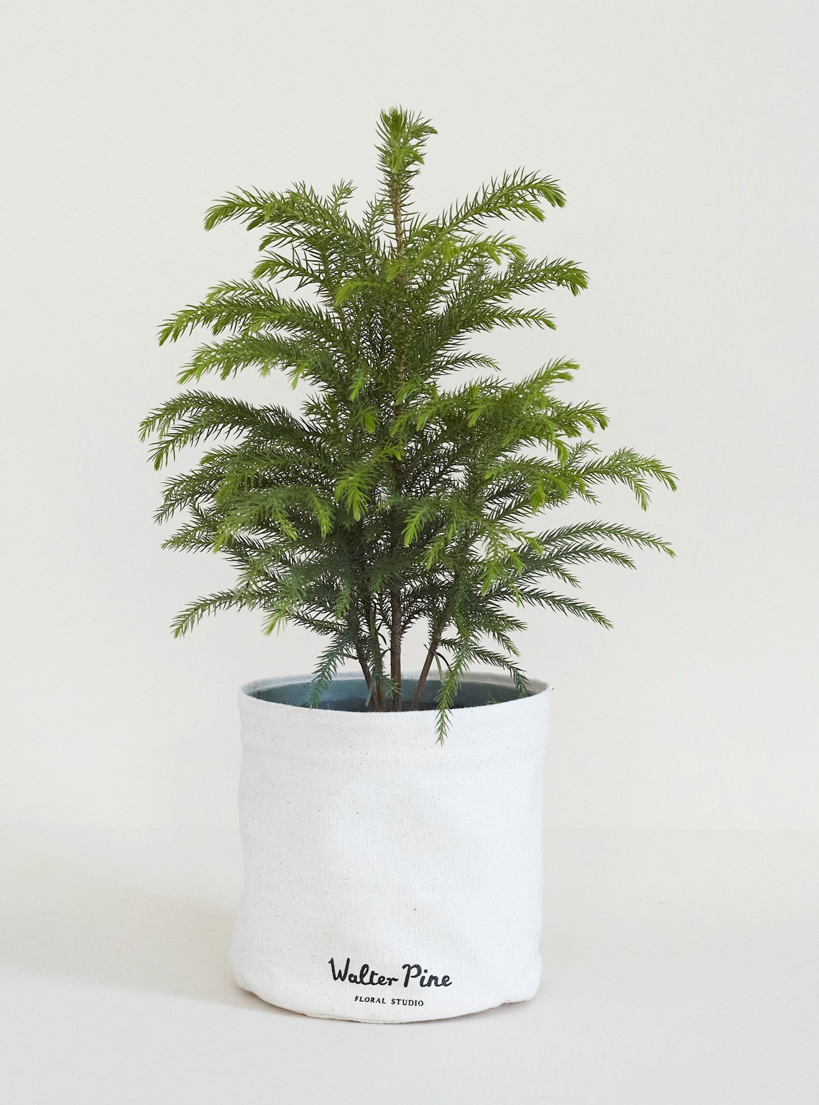 Norfolk Pine, 6in