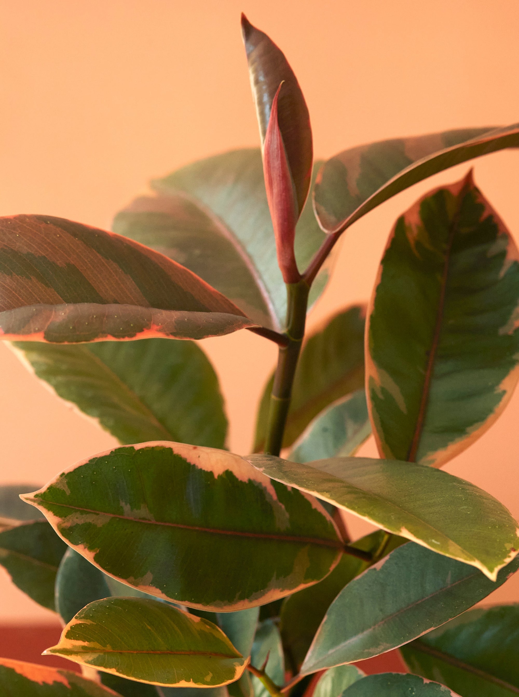 Ruby Ficus, 6in