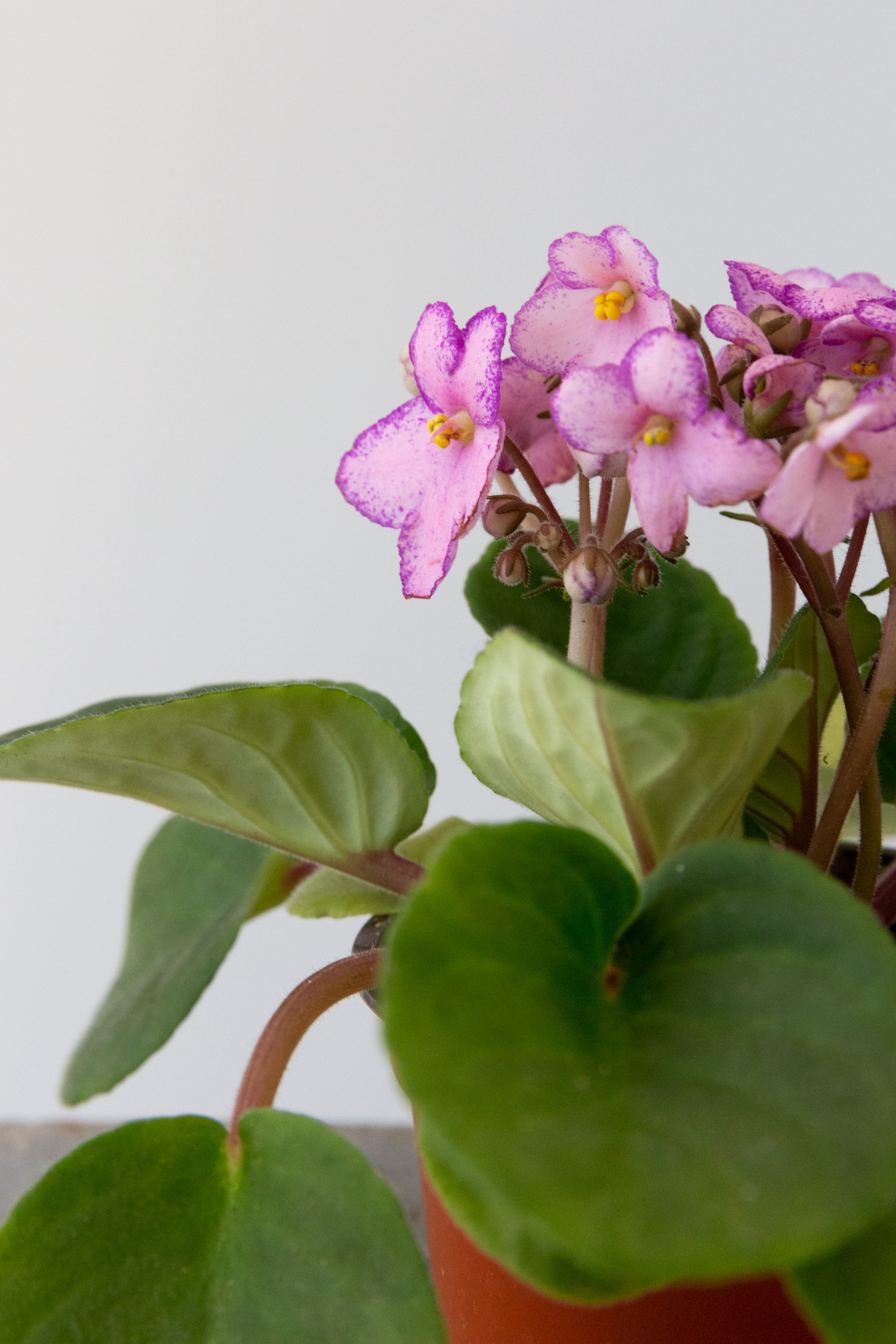 African Violet, 4in