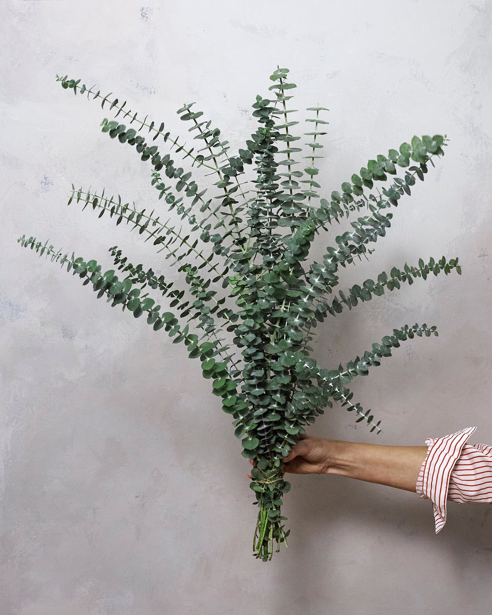 Eucalyptus Bunch