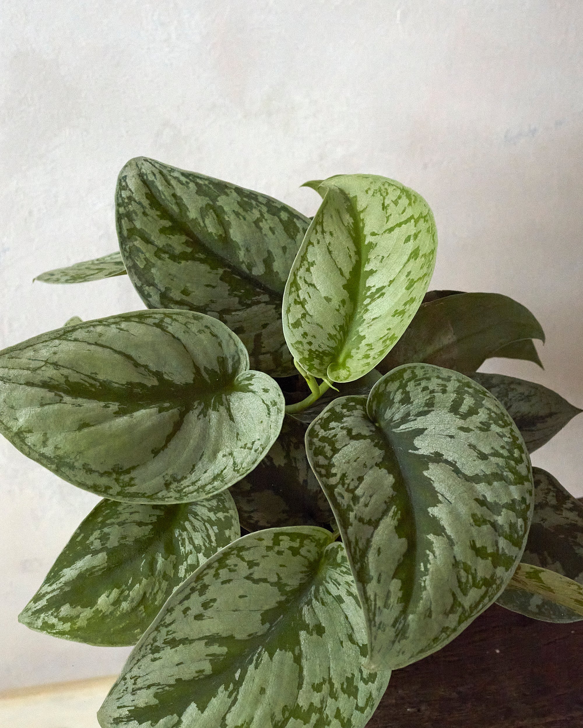 Satin Pothos, 6in