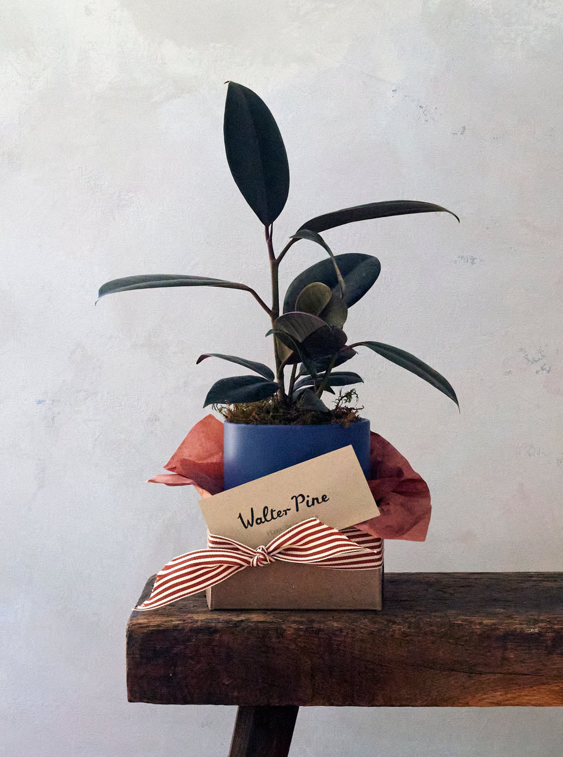 Blue Burgundy Ficus