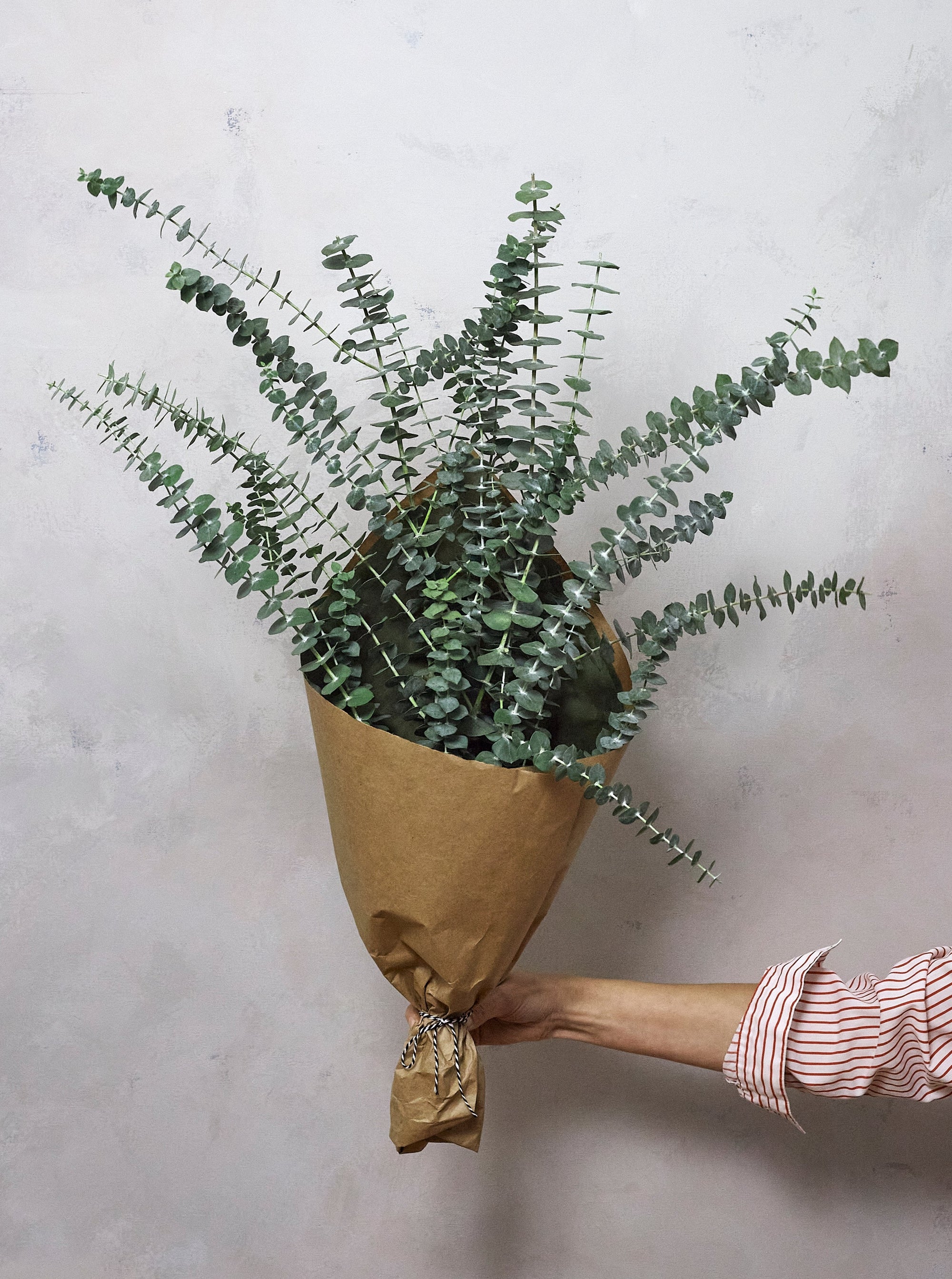 Eucalyptus Bunch