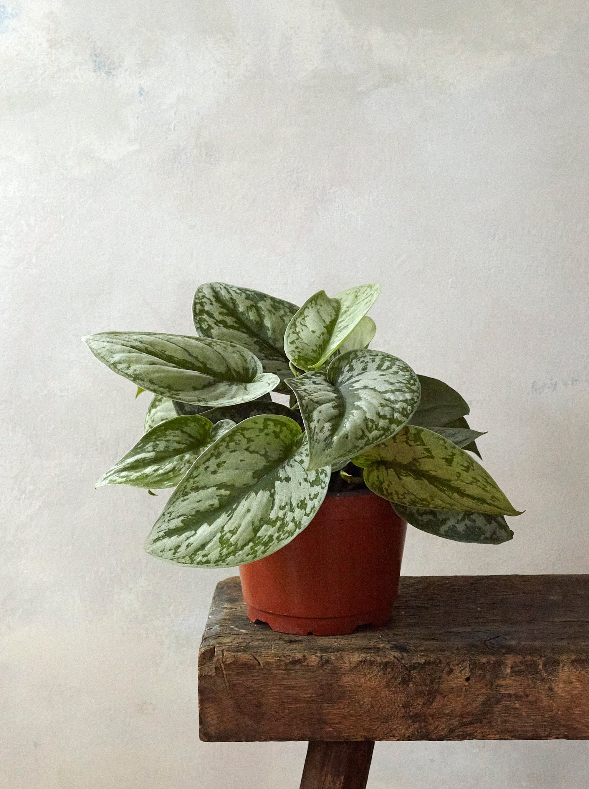 Satin Pothos, 6in