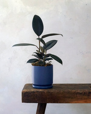 Blue Burgundy Ficus